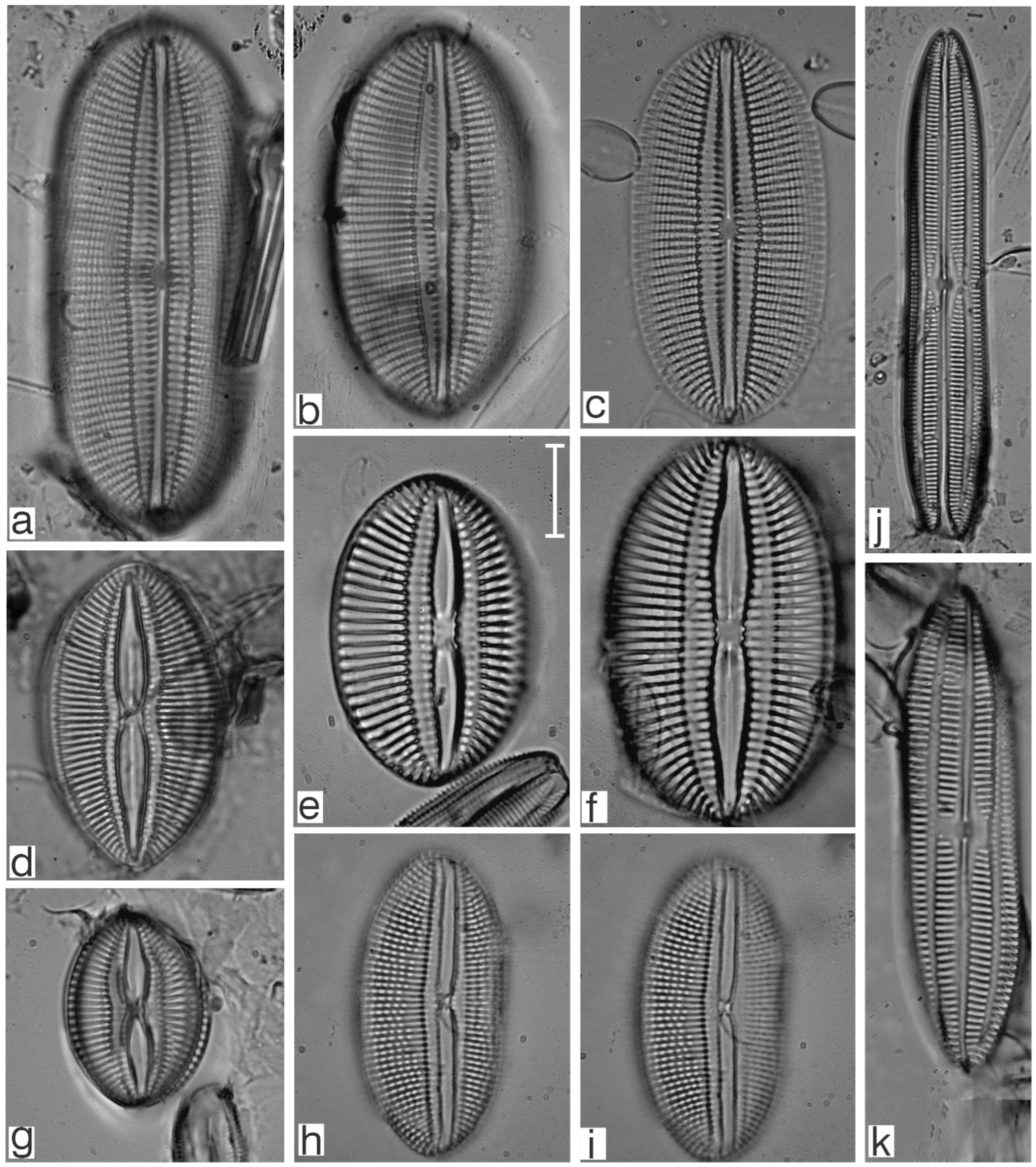 Diversity 17 00181 g0a14