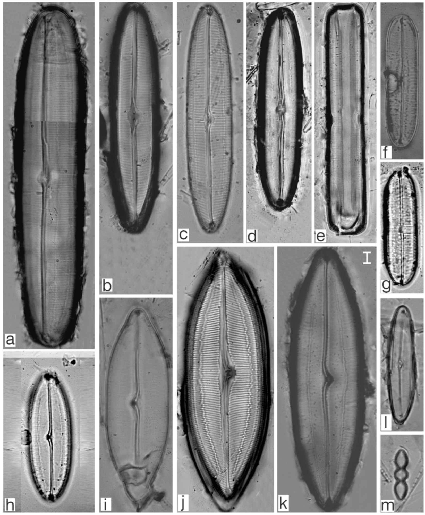 Diversity 17 00181 g0a15