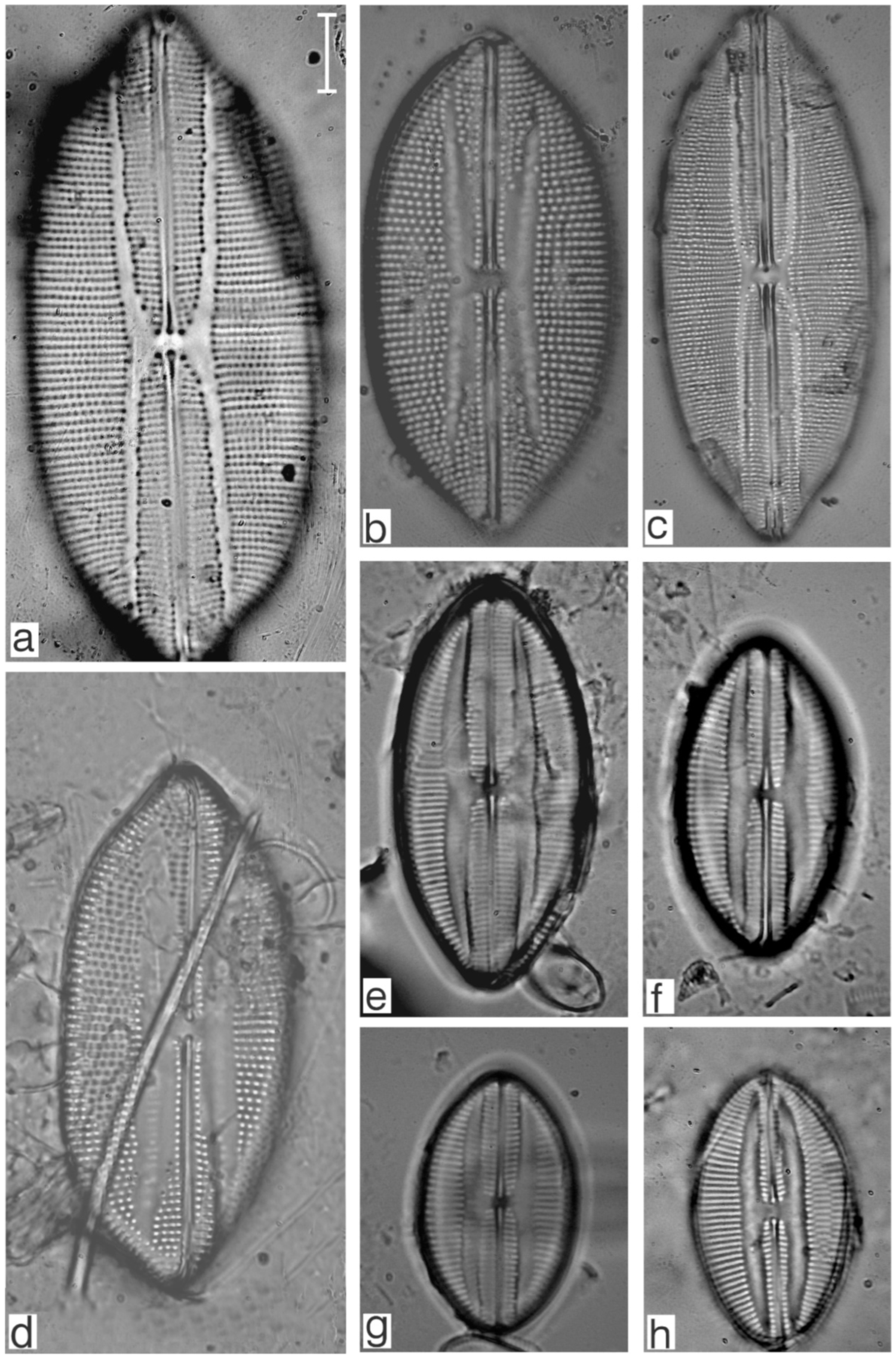 Diversity 17 00181 g0a16