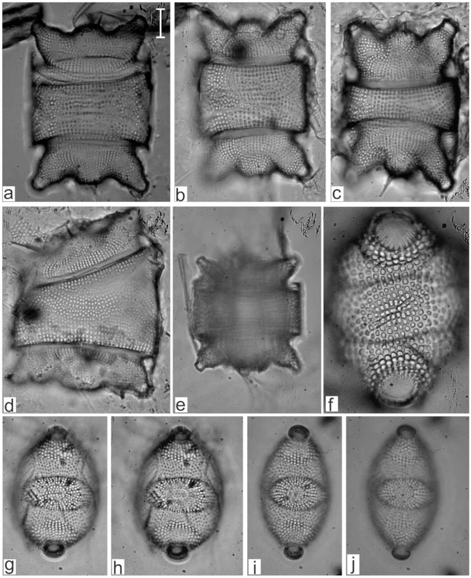 Diversity 17 00181 g0a2