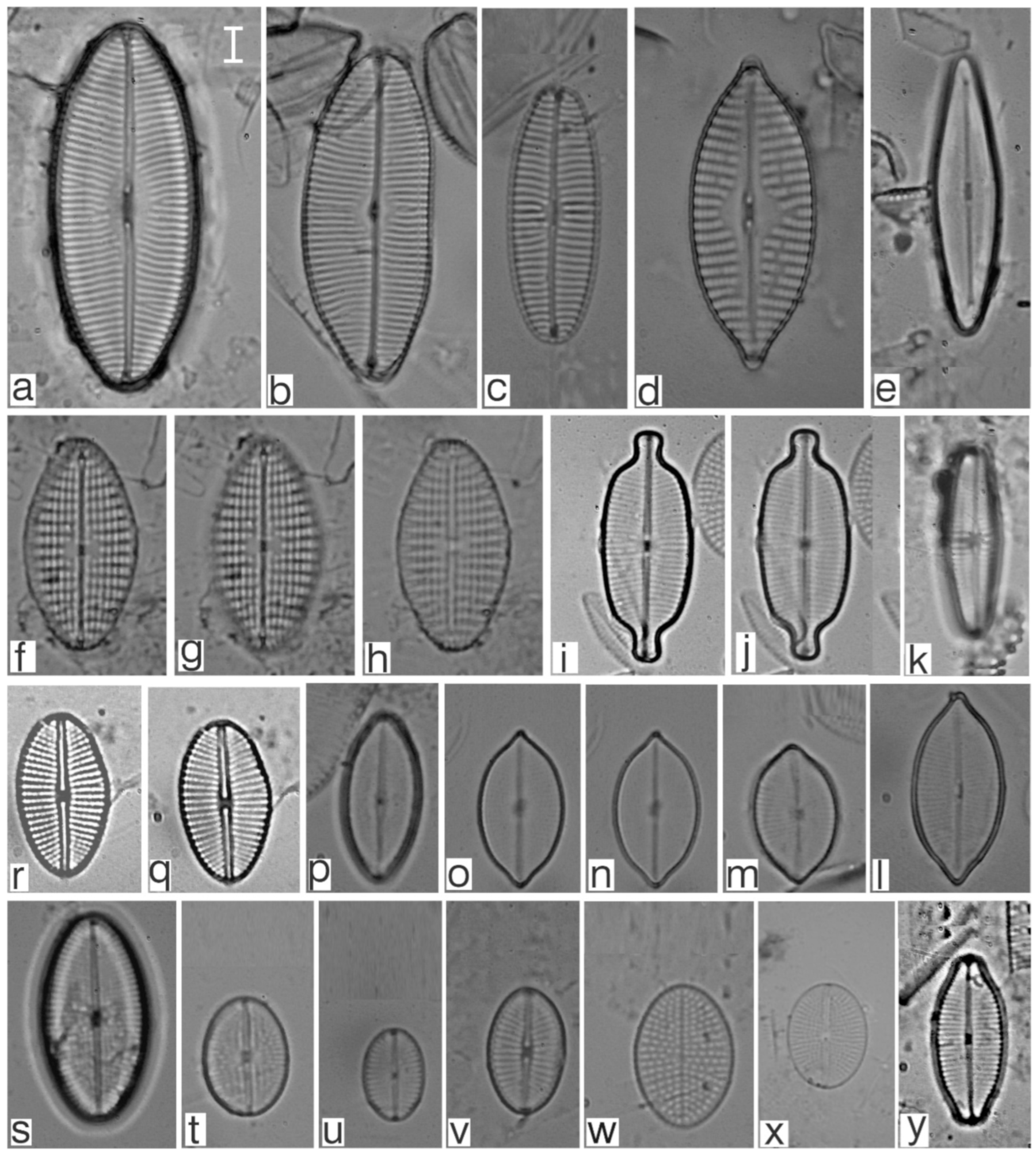 Diversity 17 00181 g0a20