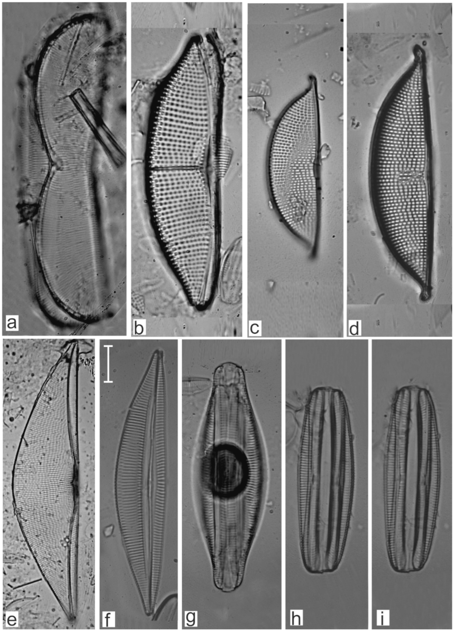 Diversity 17 00181 g0a22