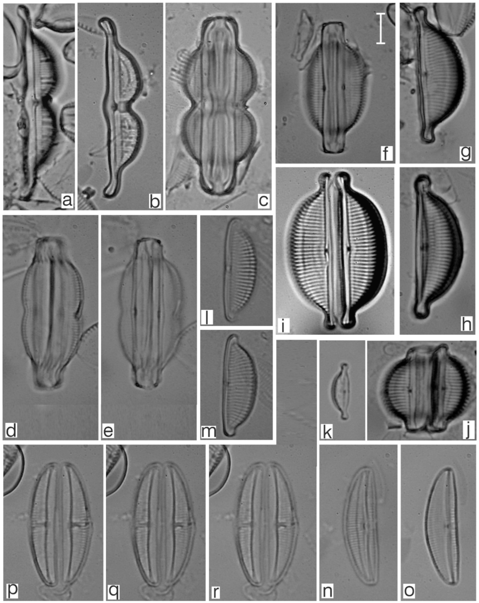 Diversity 17 00181 g0a24