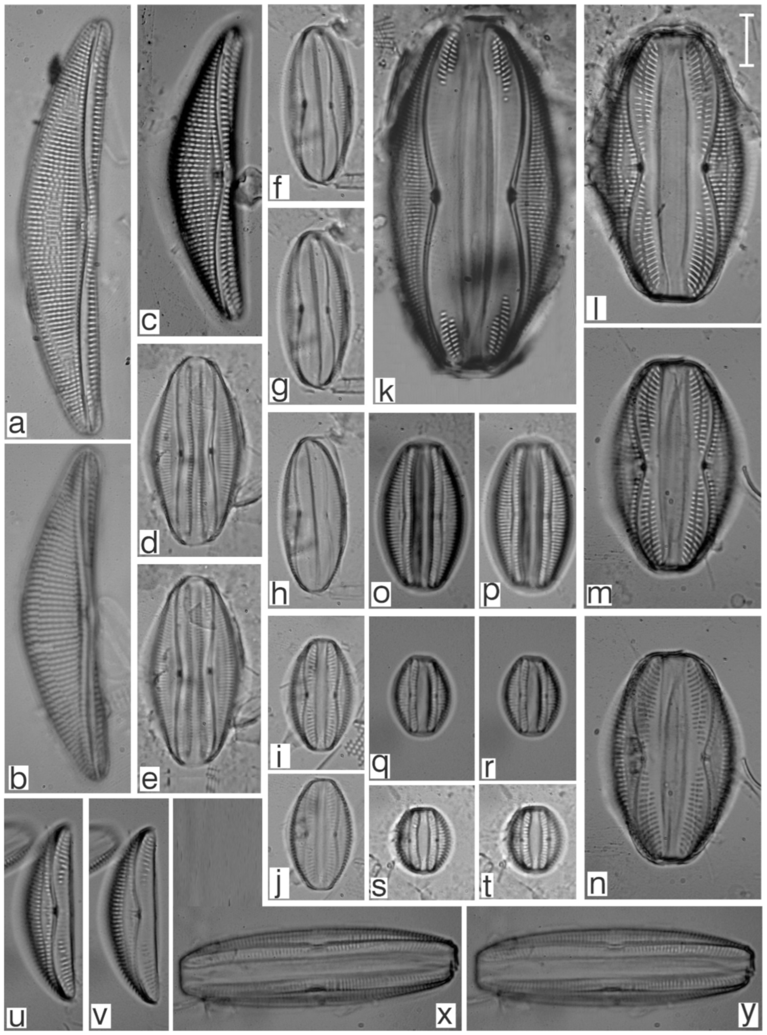 Diversity 17 00181 g0a25