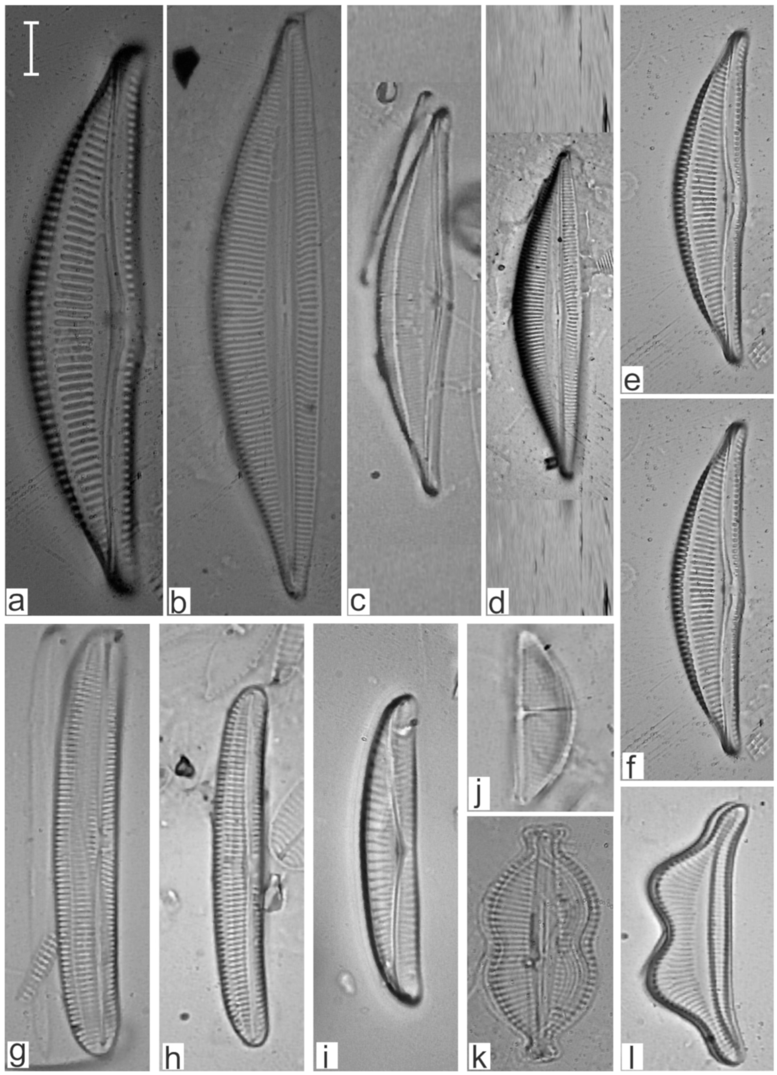 Diversity 17 00181 g0a26