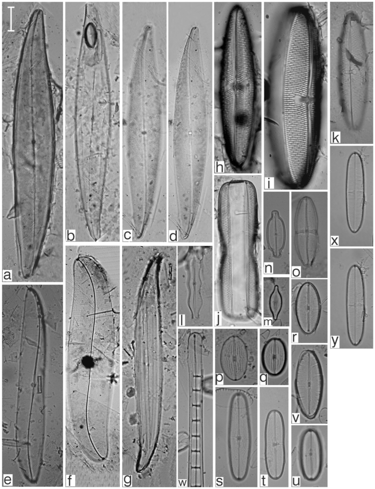 Diversity 17 00181 g0a27