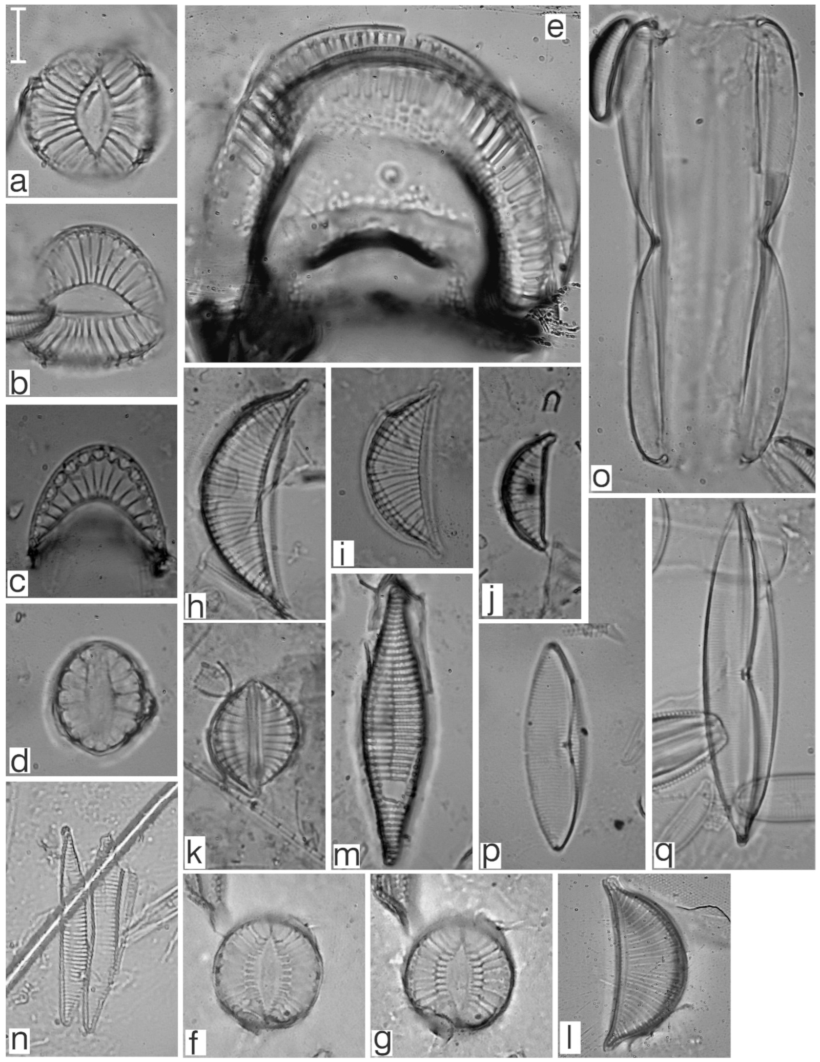 Diversity 17 00181 g0a28