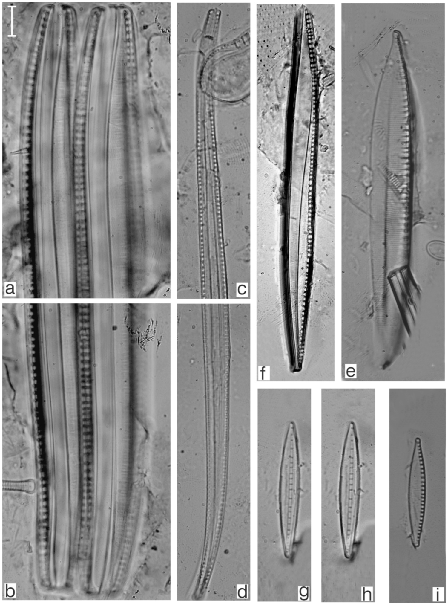 Diversity 17 00181 g0a29