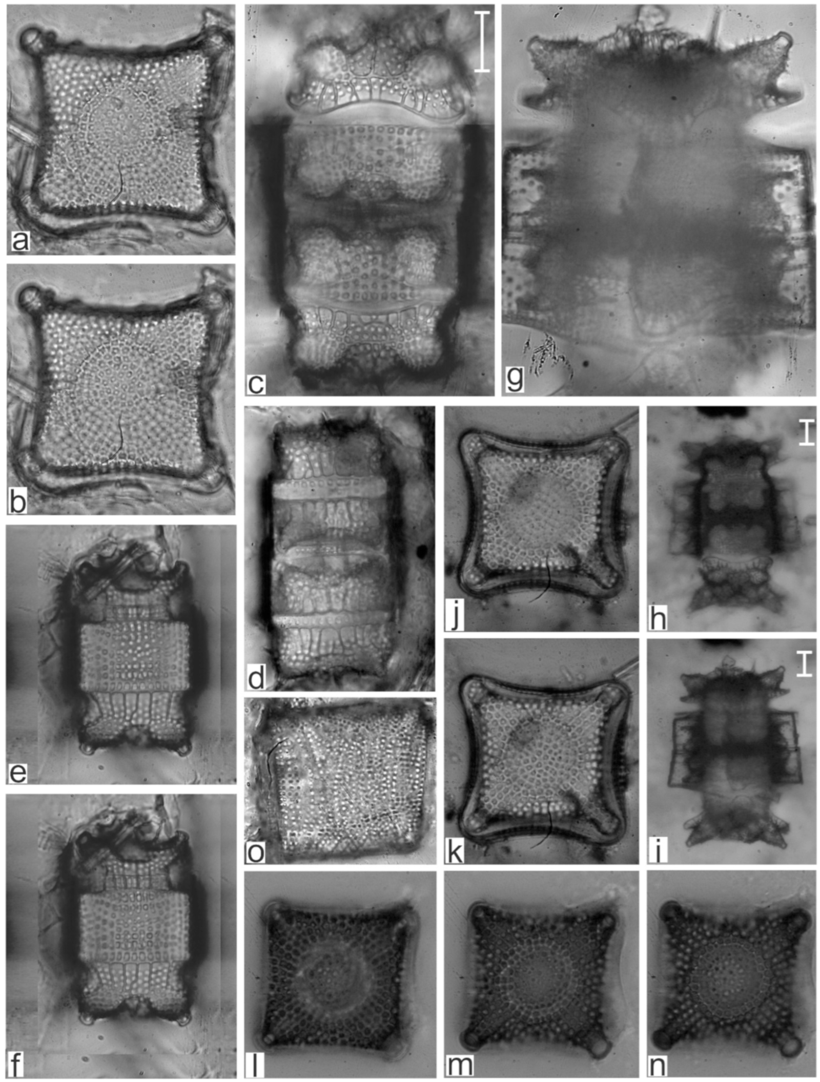 Diversity 17 00181 g0a3