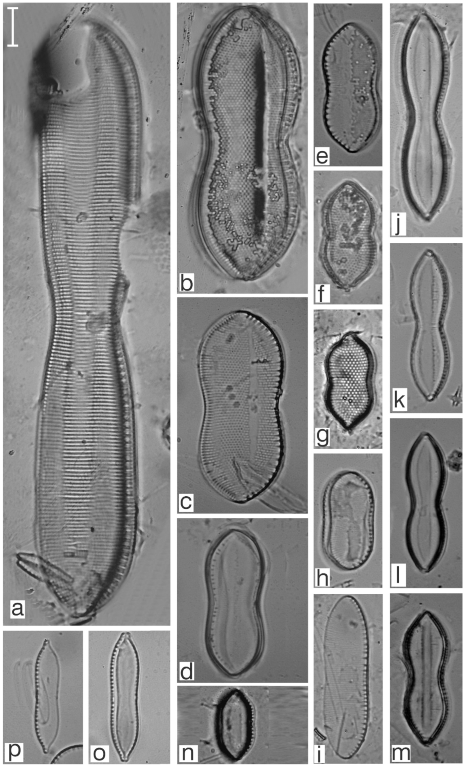 Diversity 17 00181 g0a30