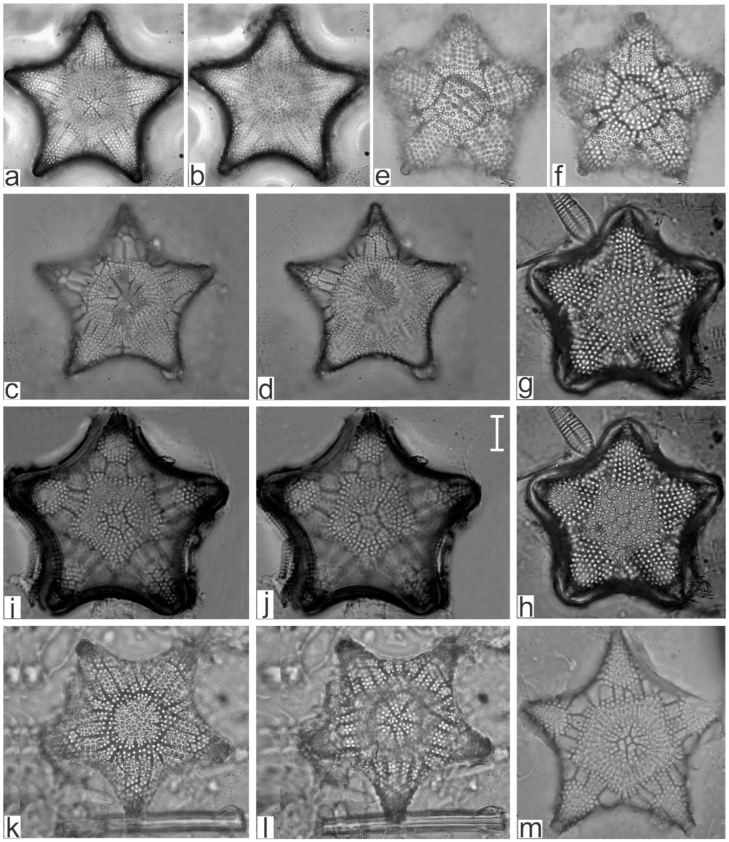 Diversity 17 00181 g0a4