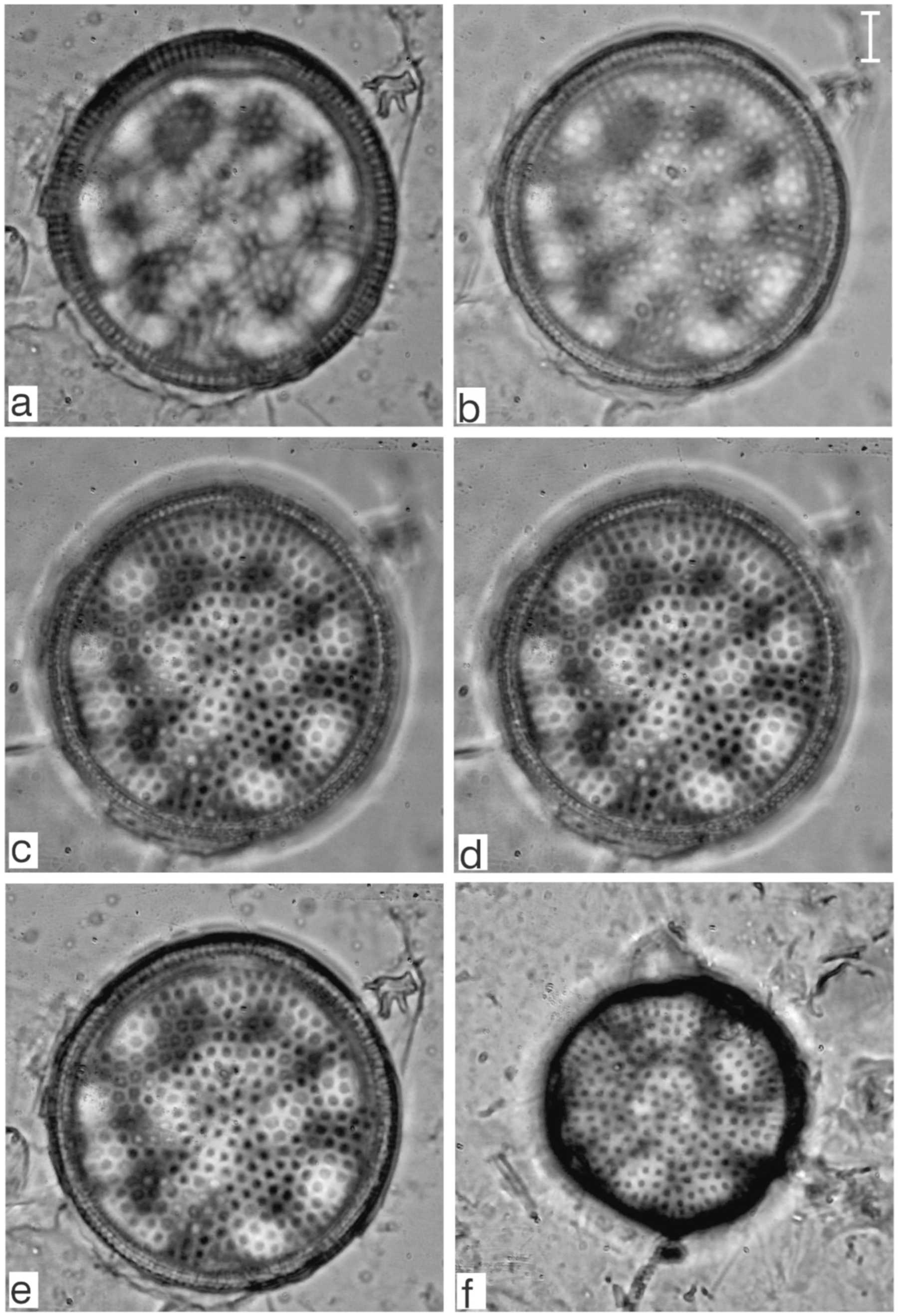 Diversity 17 00181 g0a5