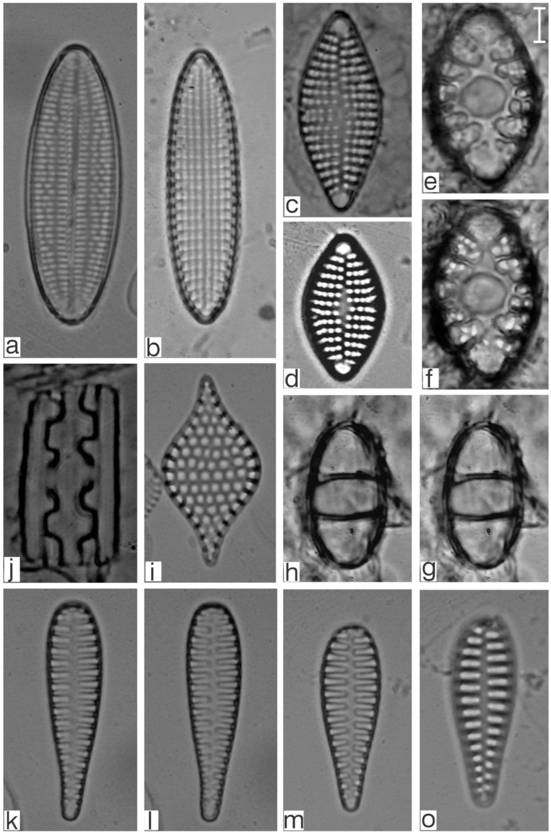 Diversity 17 00181 g0a6