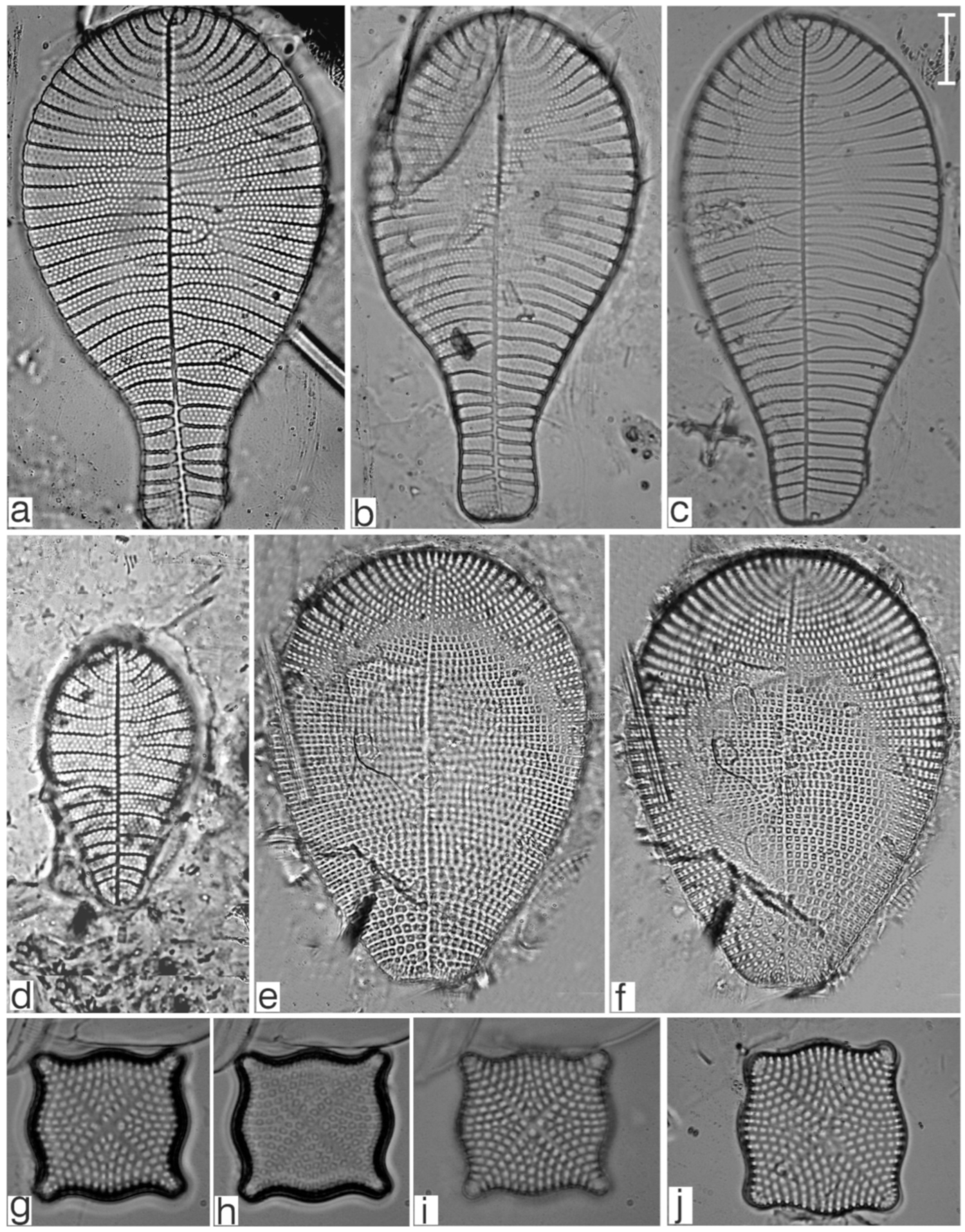 Diversity 17 00181 g0a7
