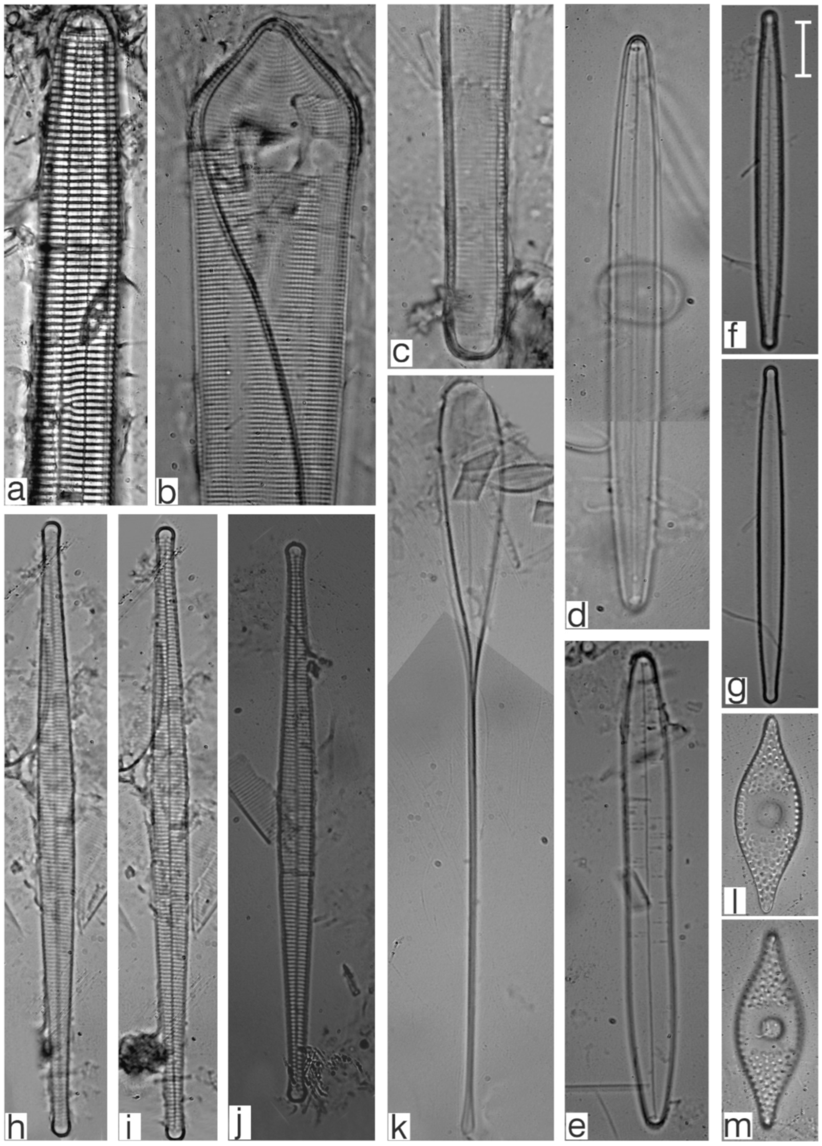 Diversity 17 00181 g0a8