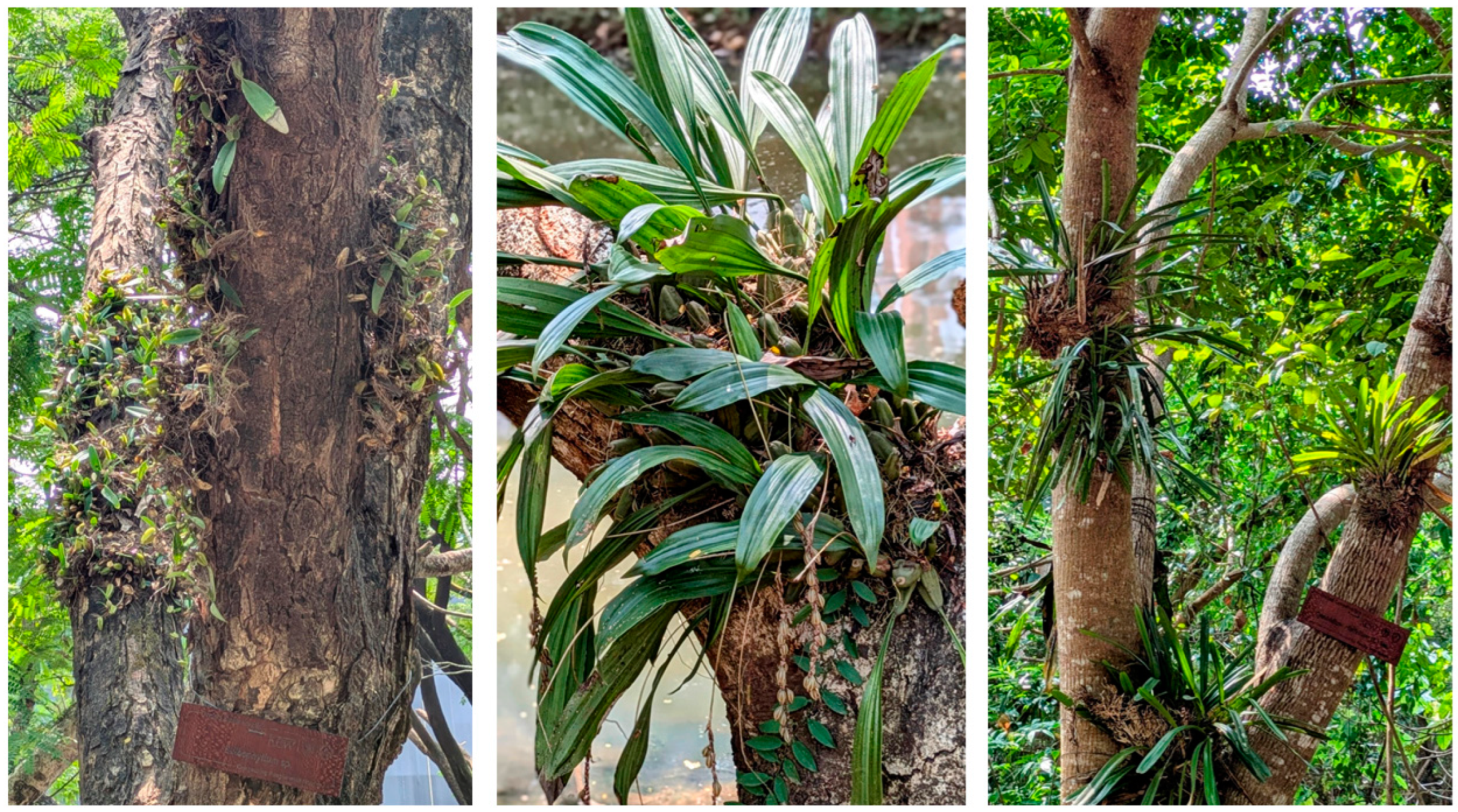 Diversity 17 00184 g011