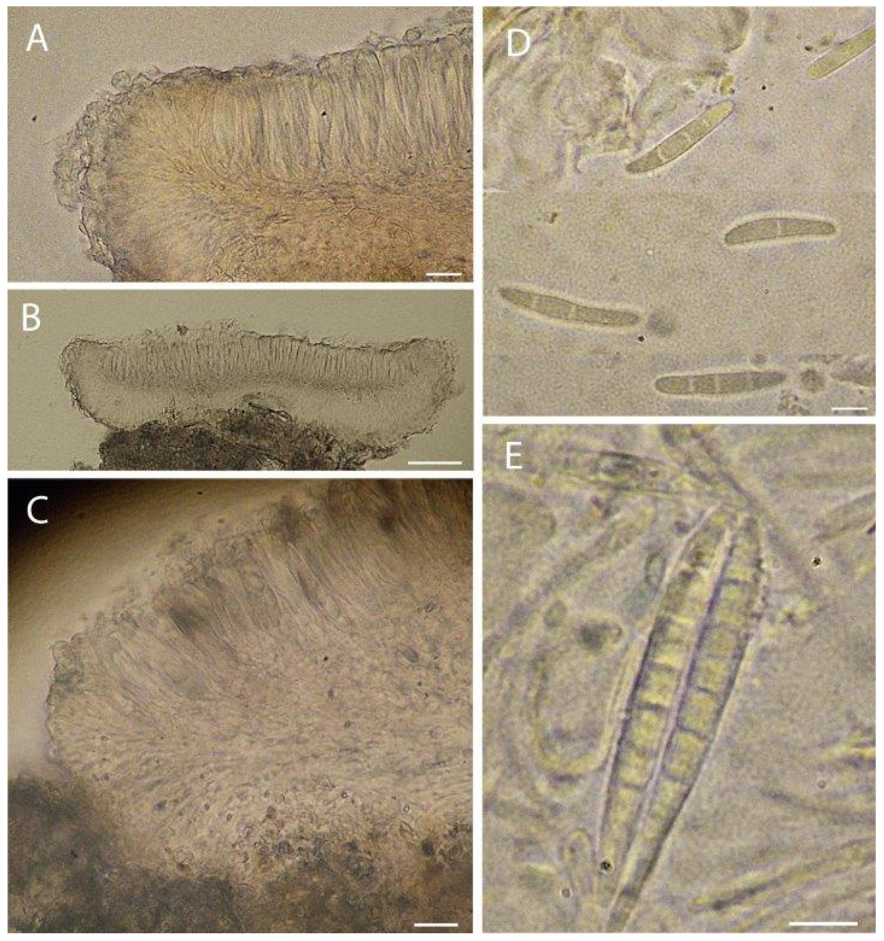 Diversity 17 00187 g007