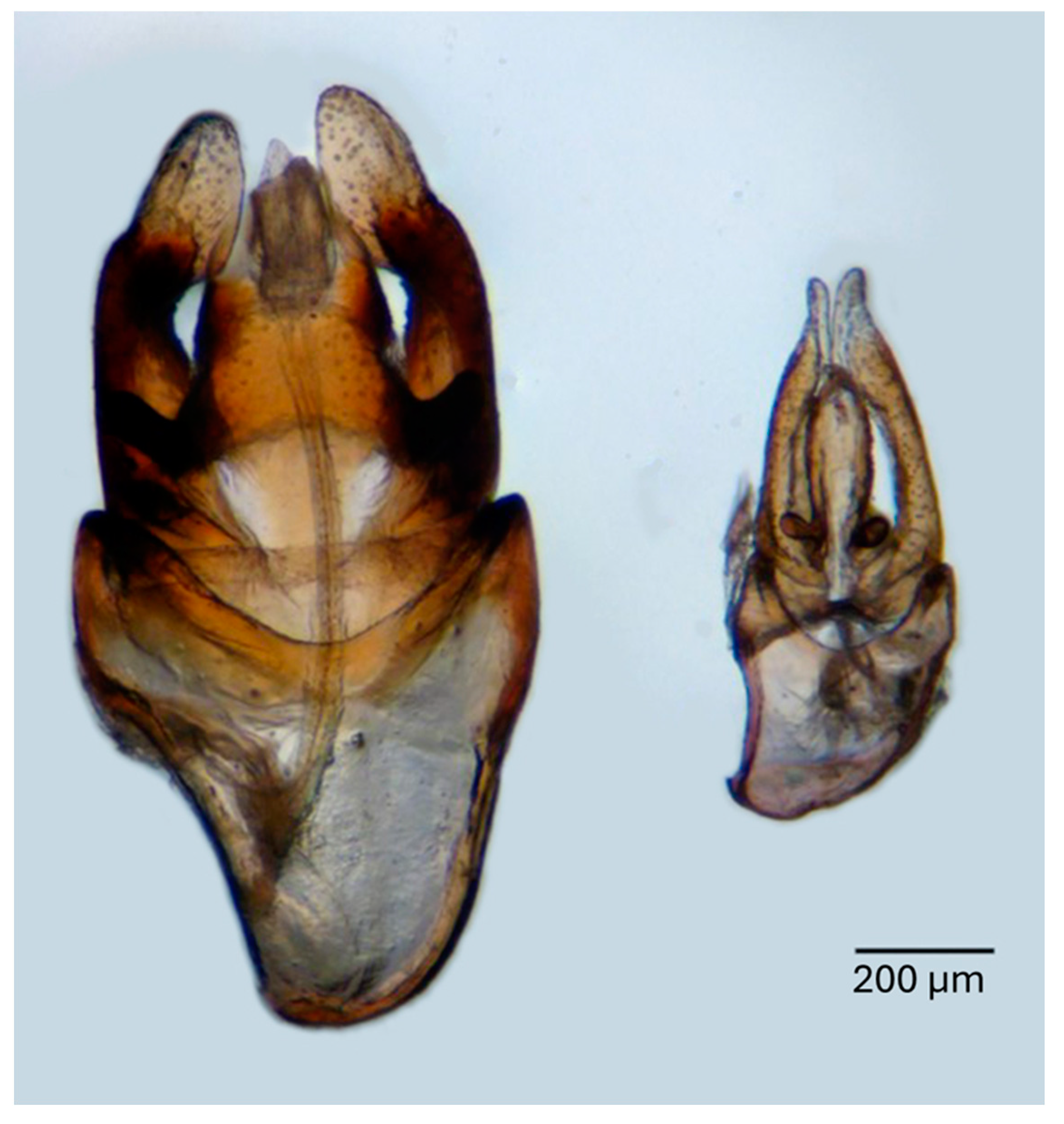 Diversity 17 00188 g002