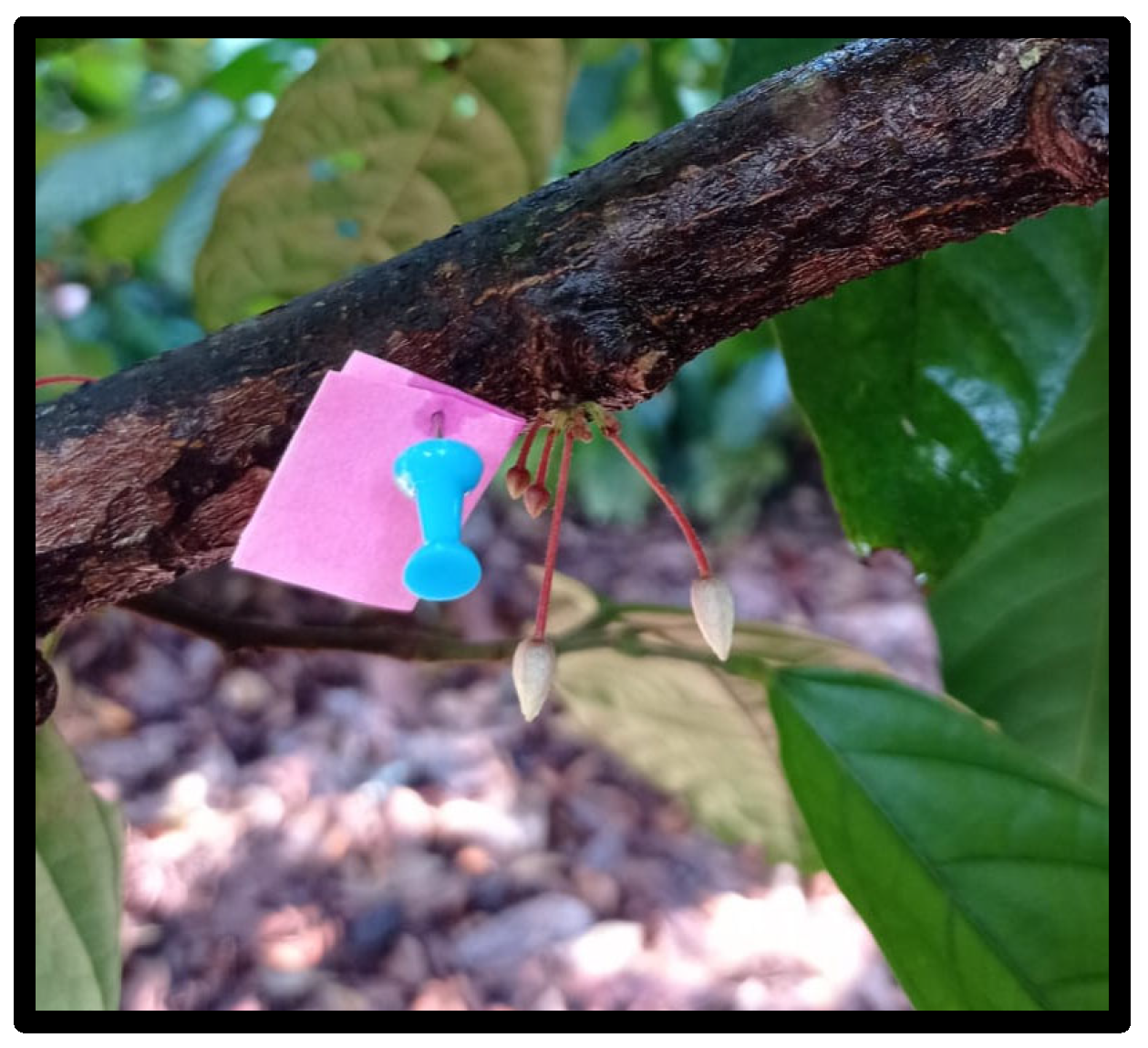 Diversity 17 00189 g004 Diversity 17 00189 g004