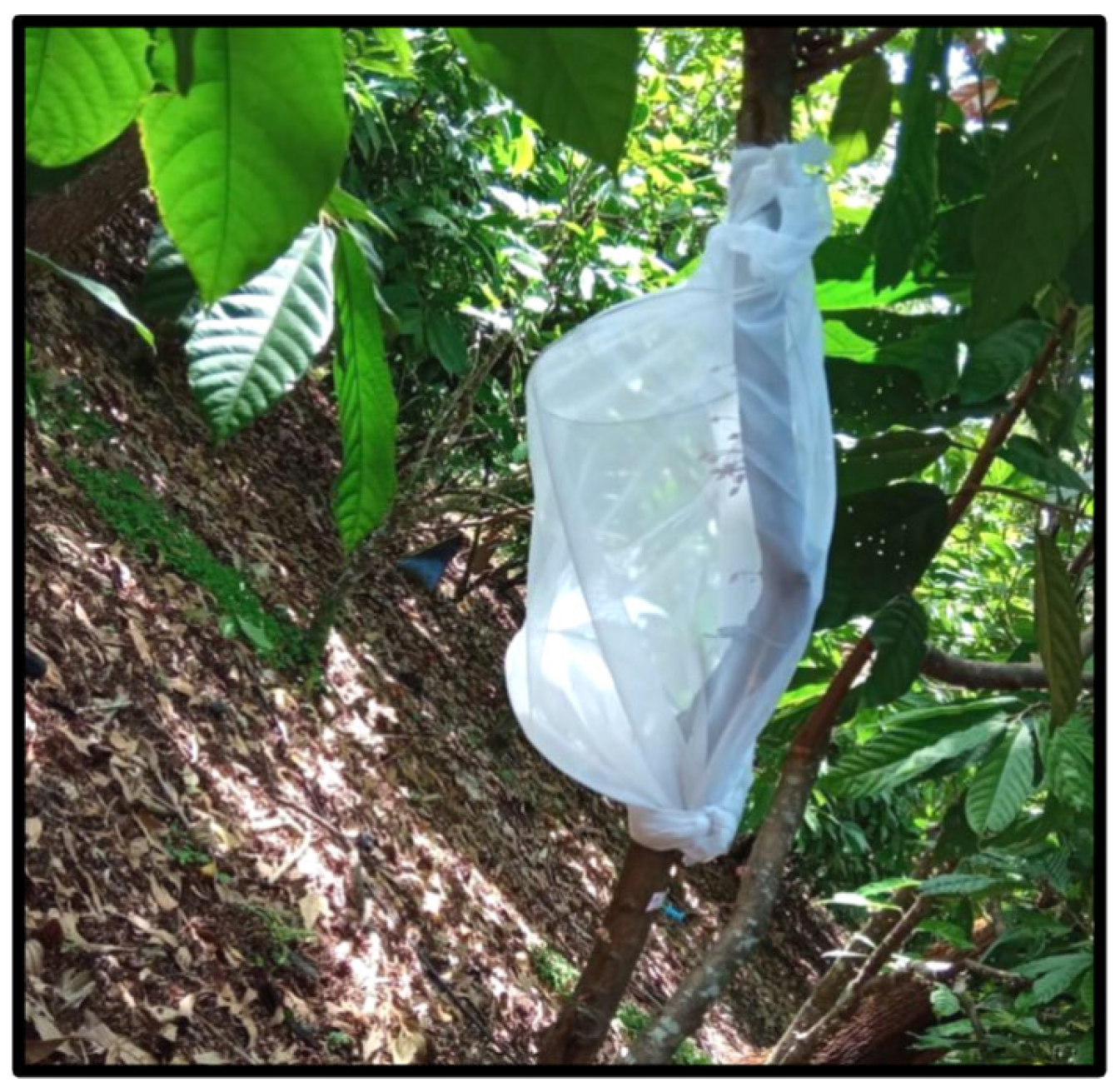 Diversity 17 00189 g005 Diversity 17 00189 g005