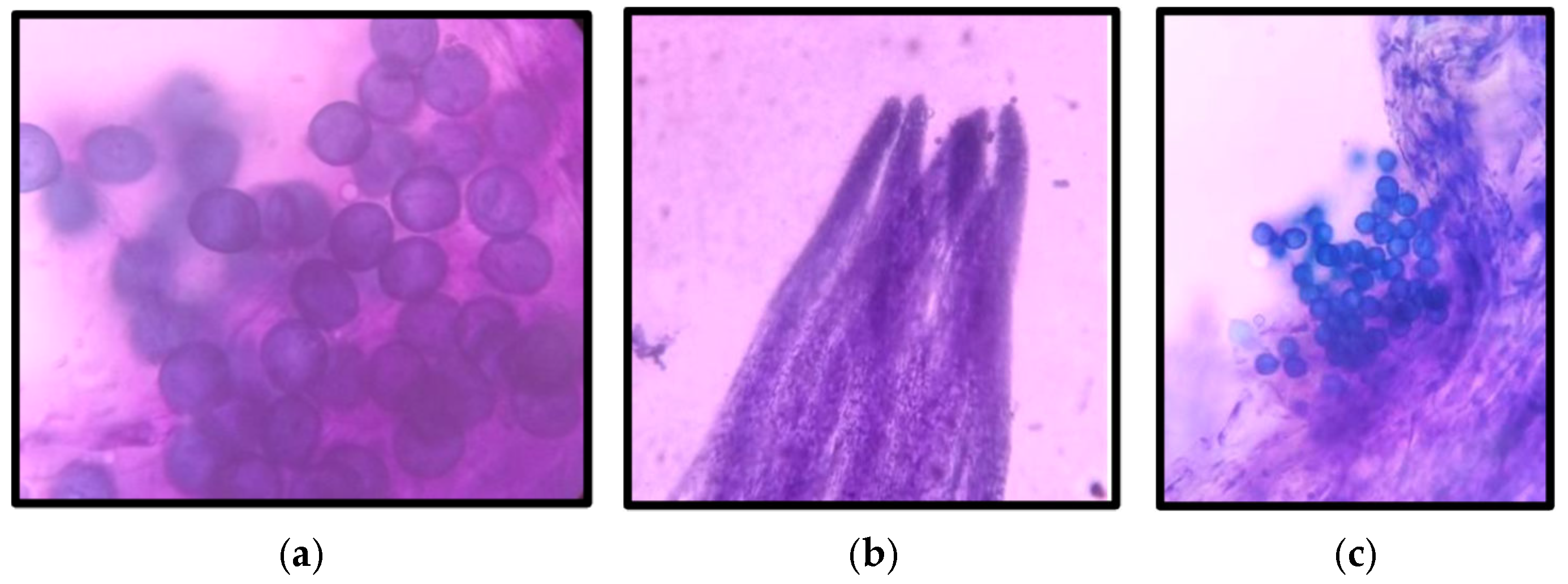 Diversity 17 00189 g008 Diversity 17 00189 g008