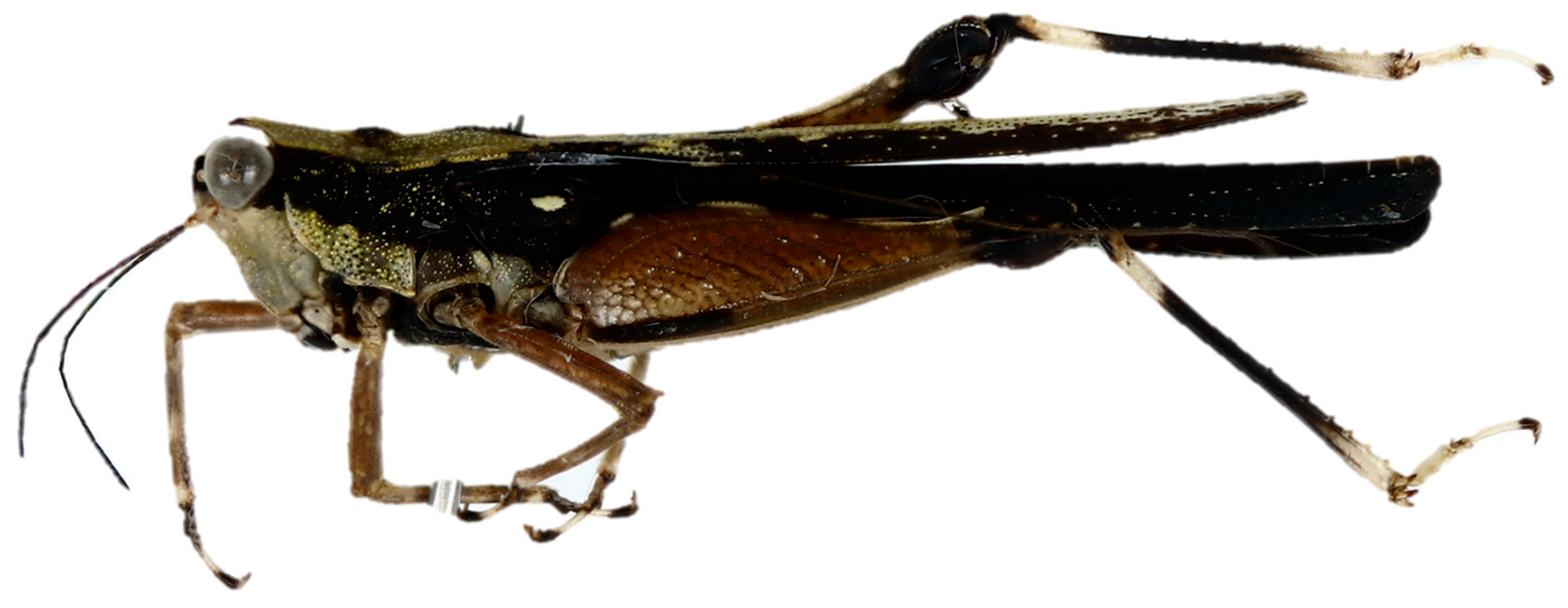 Diversity 17 00190 g004 Diversity 17 00190 g004