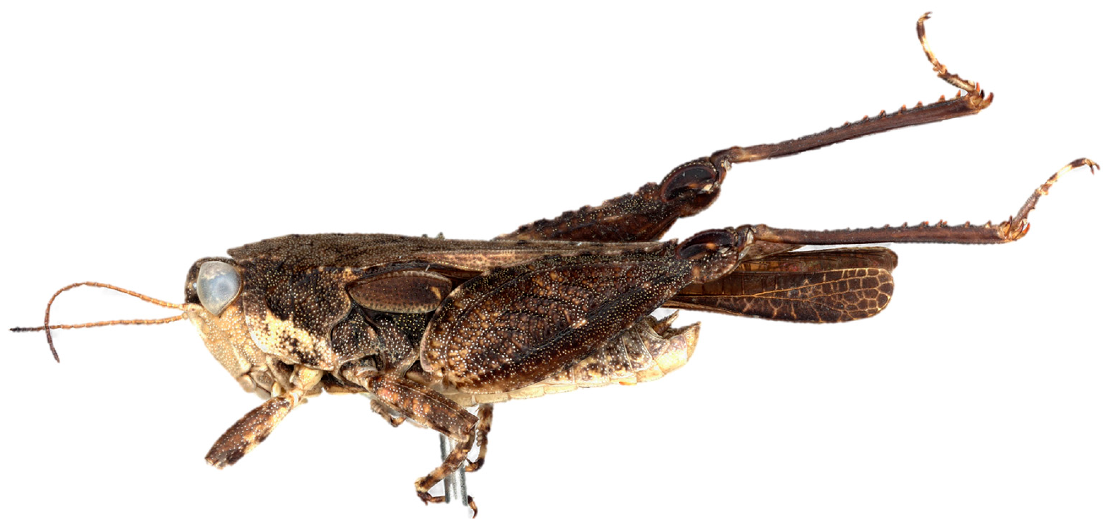 Diversity 17 00190 g006 Diversity 17 00190 g006