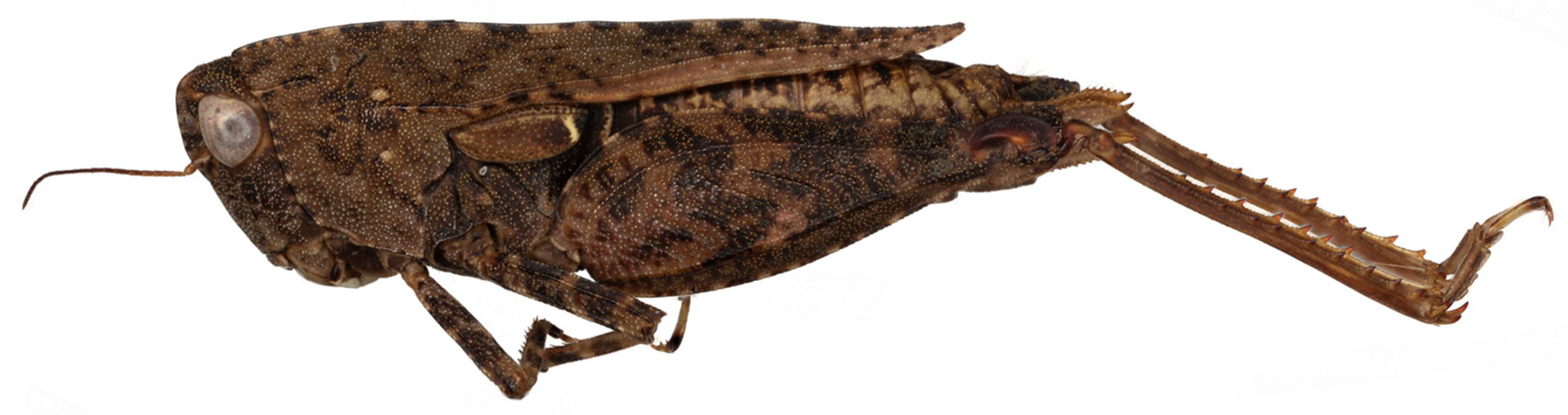 Diversity 17 00190 g007 Diversity 17 00190 g007