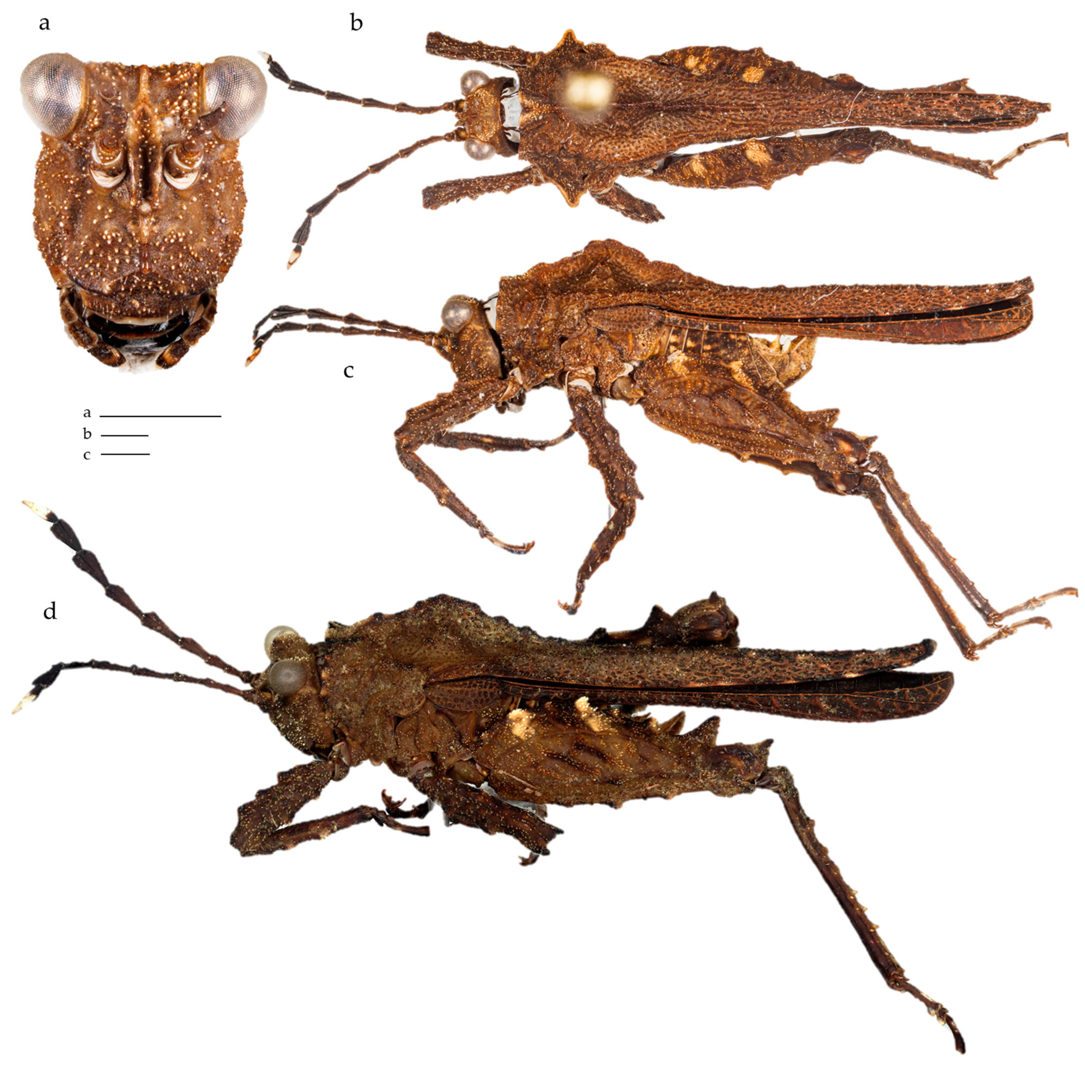 Diversity 17 00190 g008 Diversity 17 00190 g008