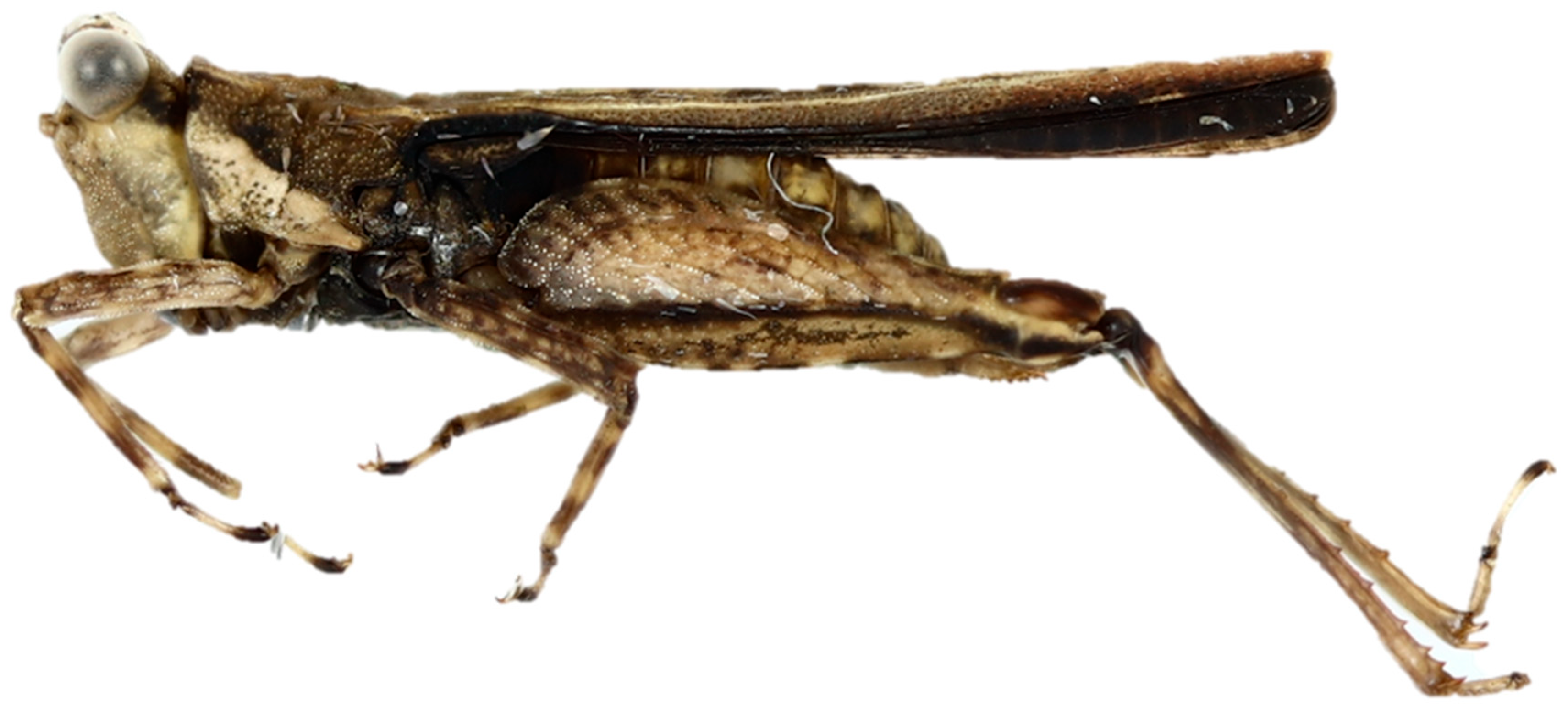 Diversity 17 00190 g009 Diversity 17 00190 g009