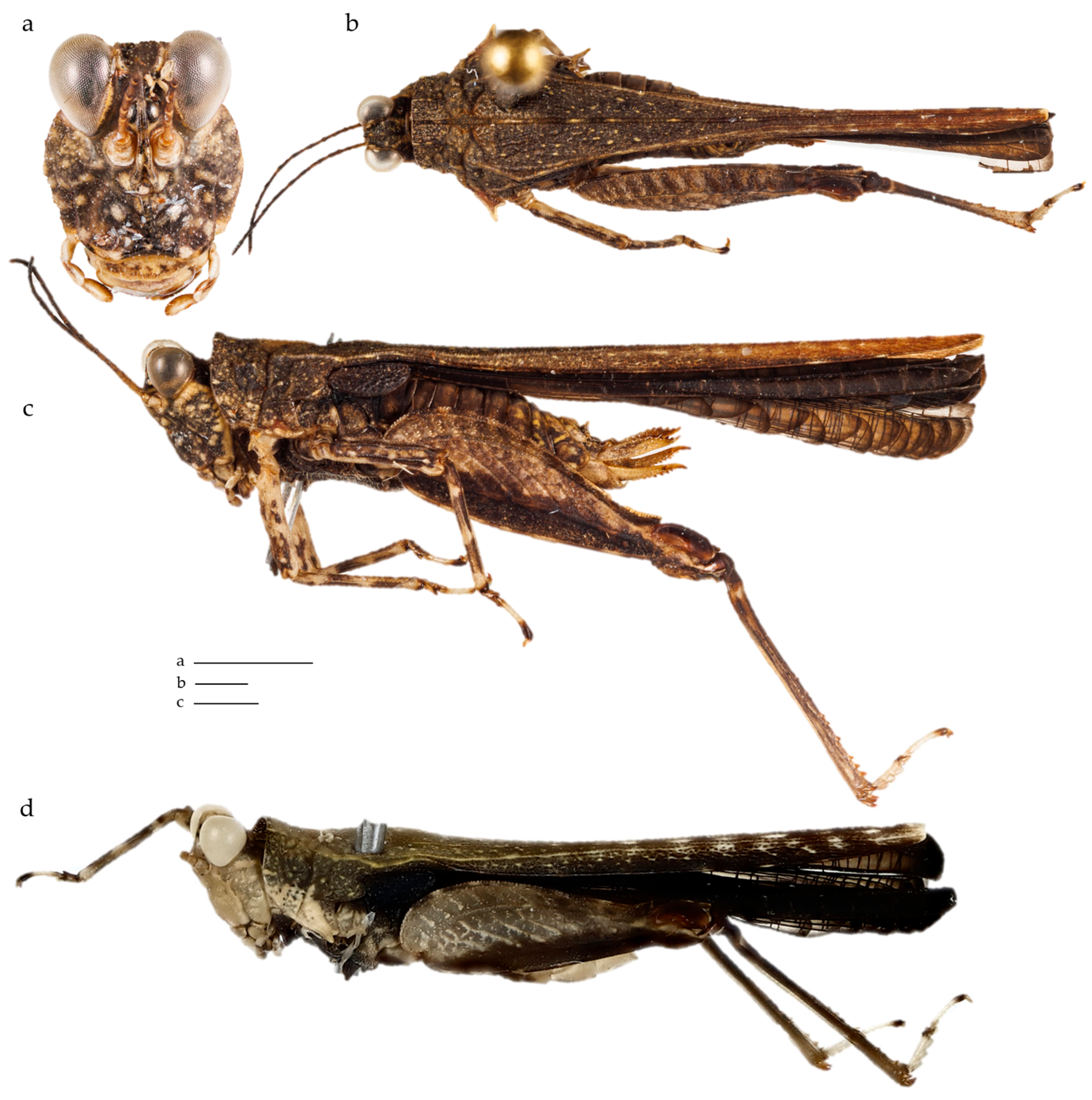 Diversity 17 00190 g010 Diversity 17 00190 g010