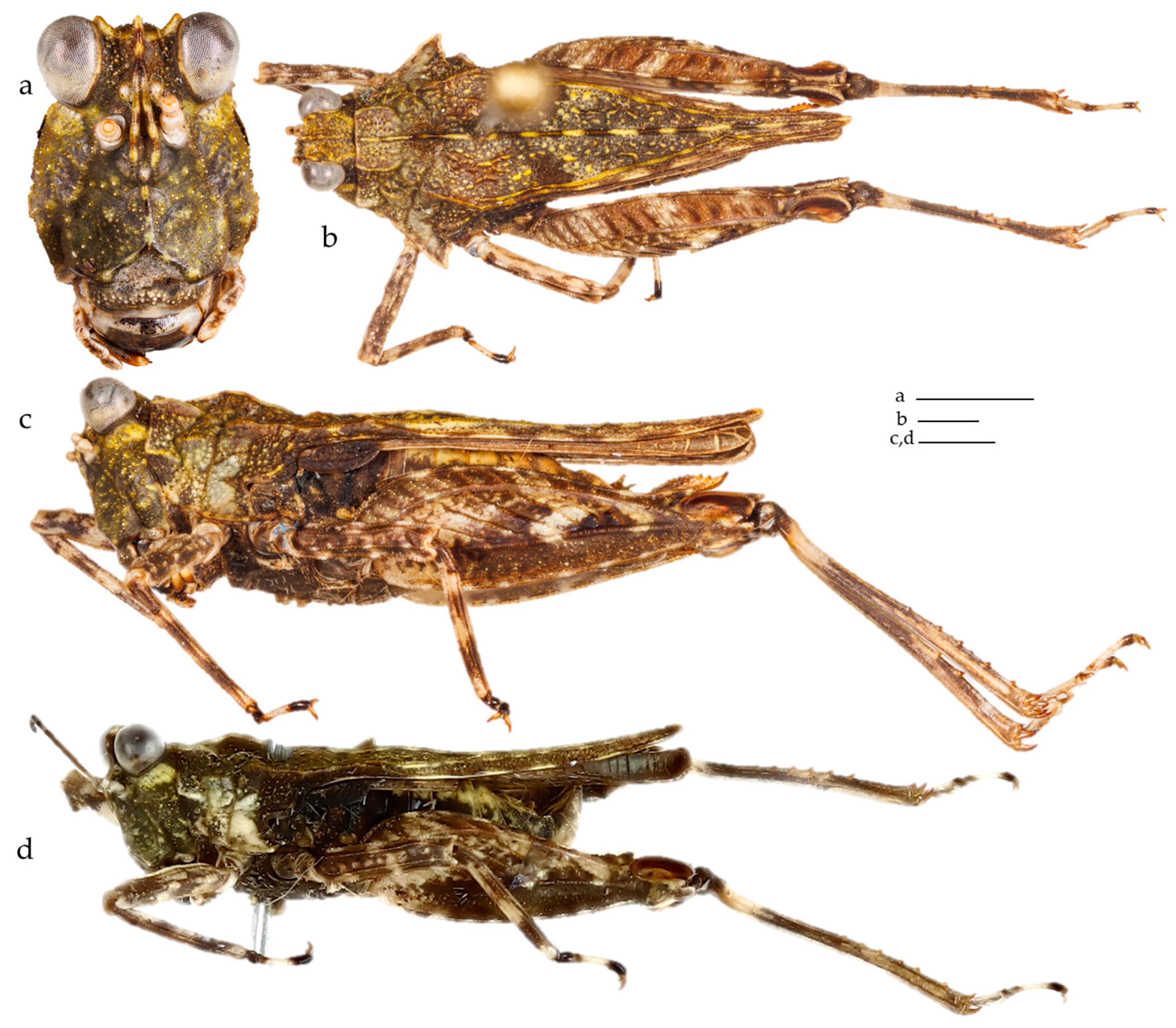 Diversity 17 00190 g011 Diversity 17 00190 g011