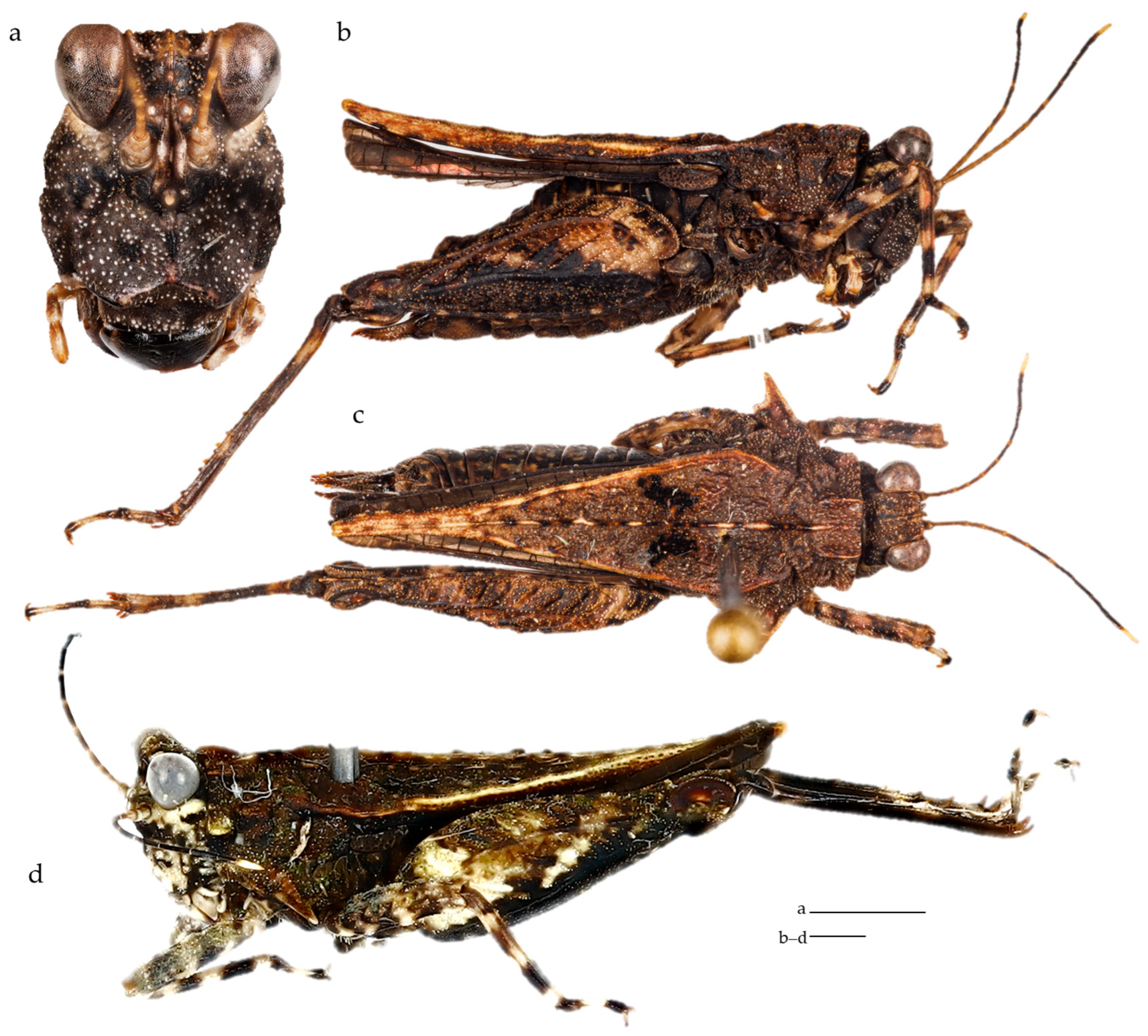 Diversity 17 00190 g012 Diversity 17 00190 g012