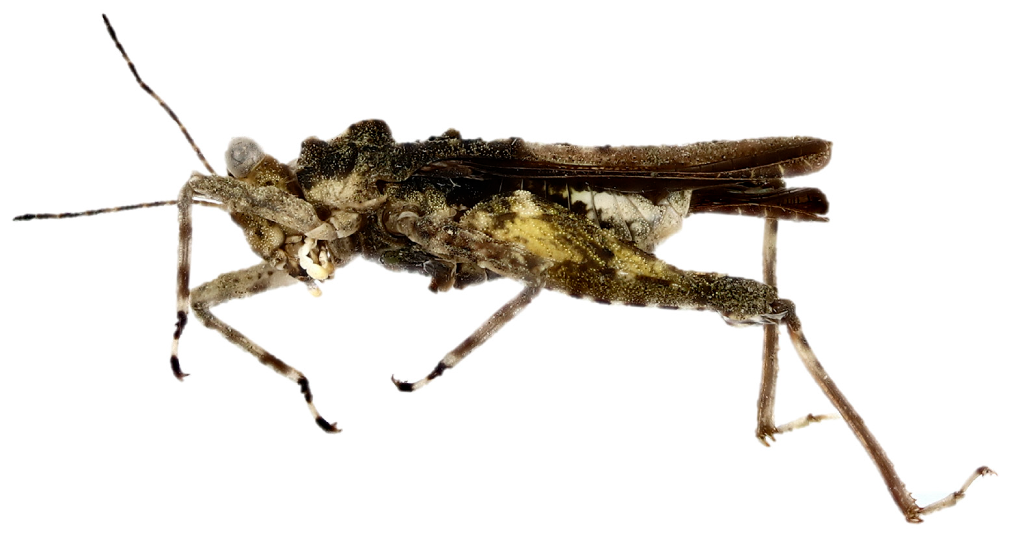 Diversity 17 00190 g013 Diversity 17 00190 g013