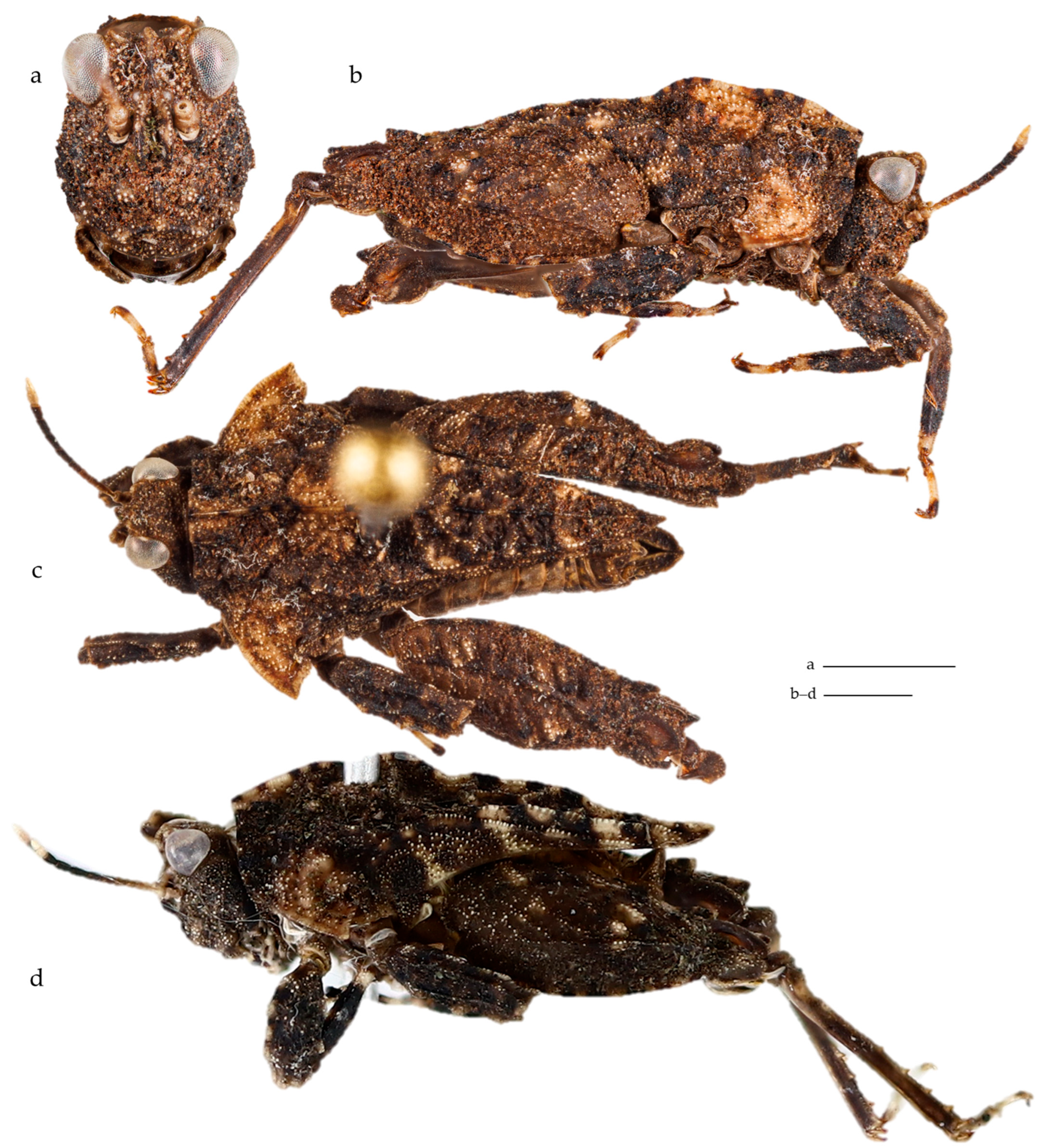 Diversity 17 00190 g016 Diversity 17 00190 g016