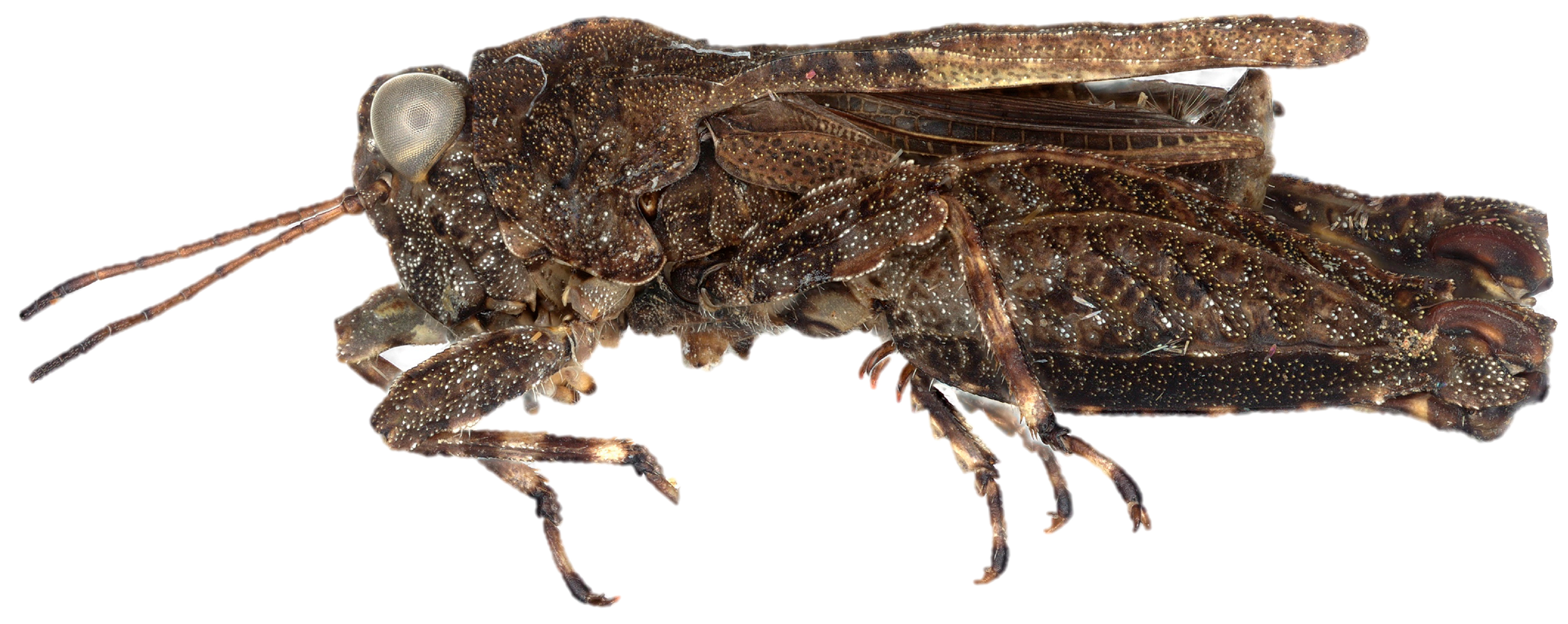 Diversity 17 00190 g018 Diversity 17 00190 g018