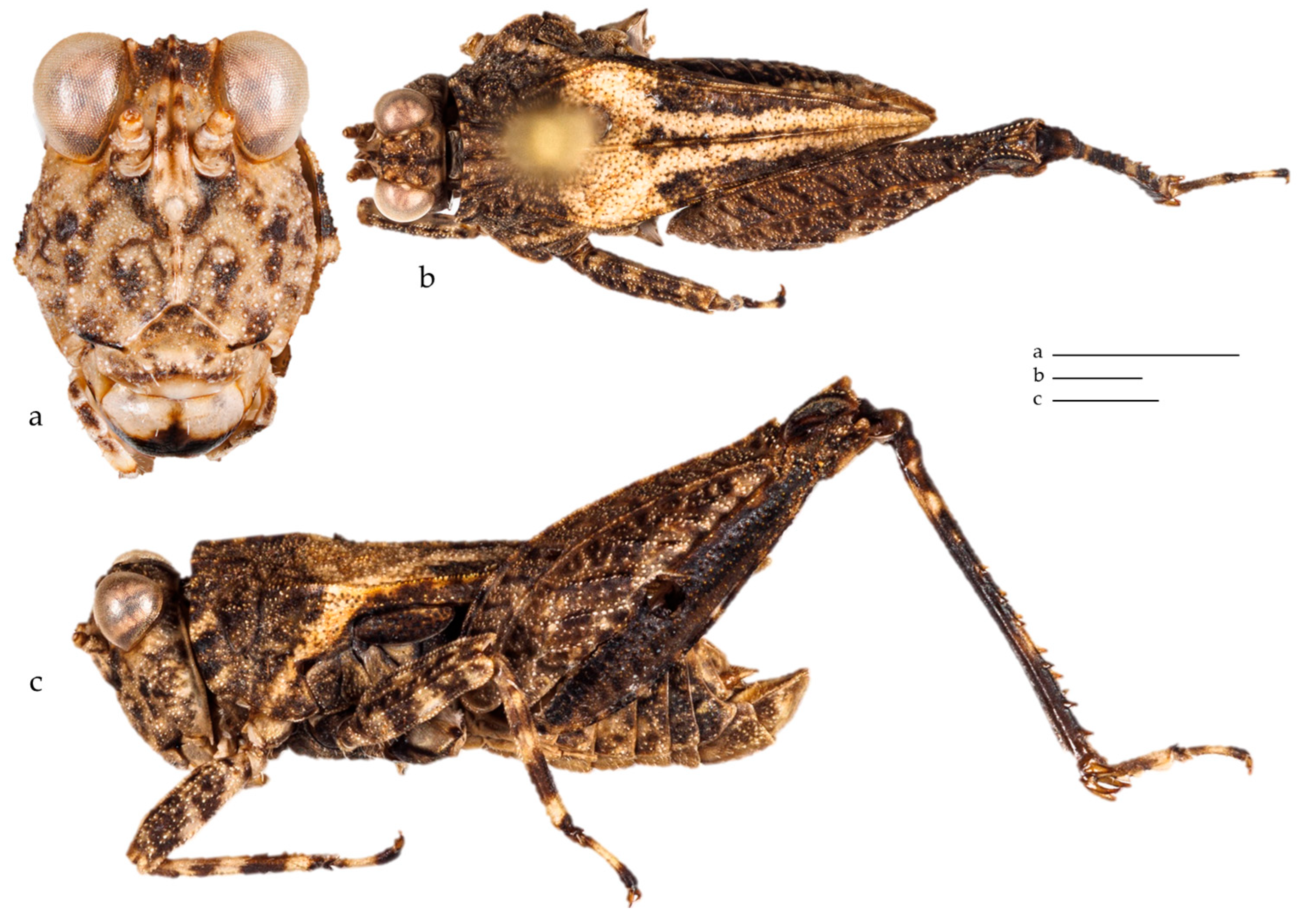 Diversity 17 00190 g020 Diversity 17 00190 g020