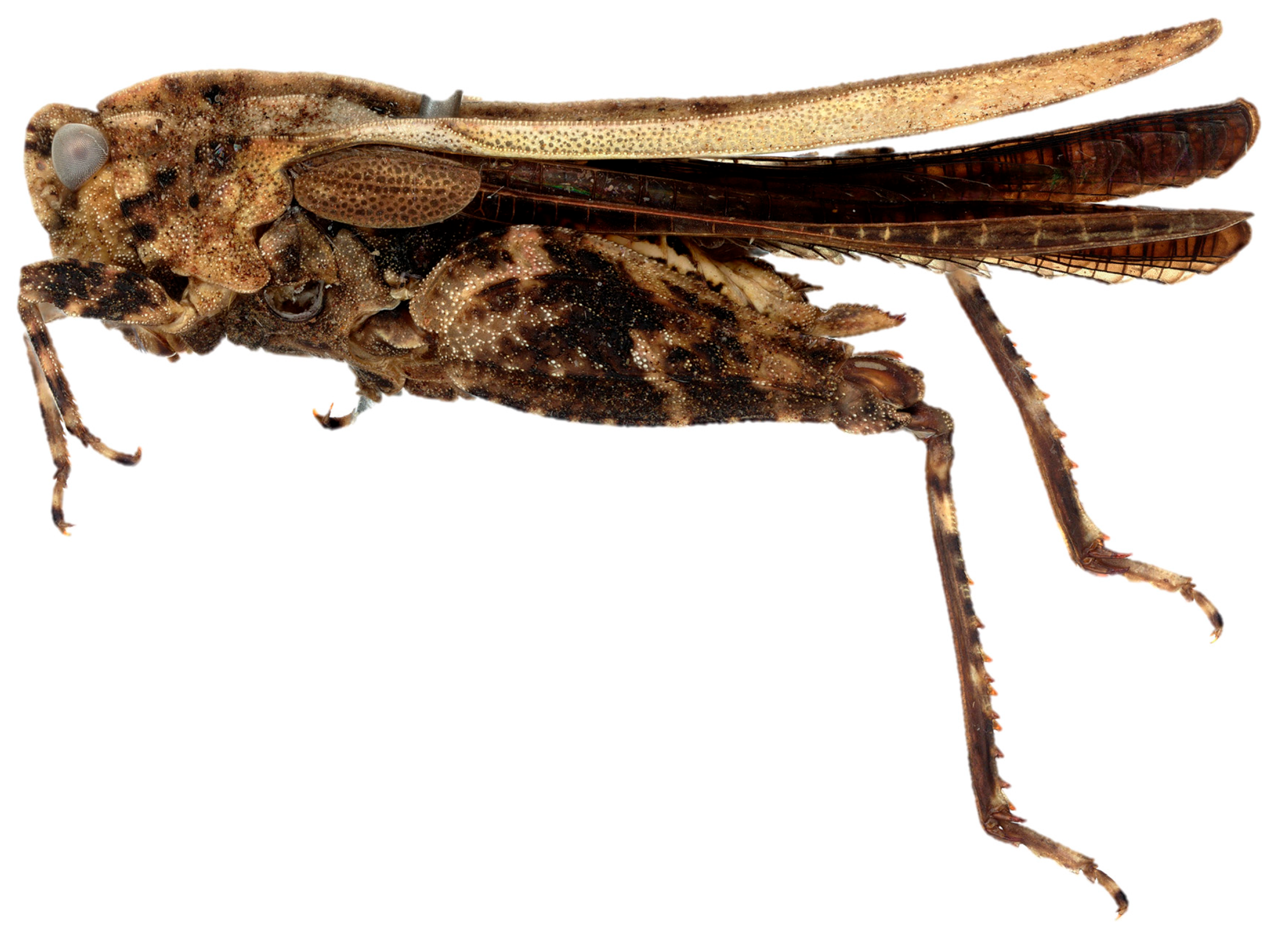 Diversity 17 00190 g021 Diversity 17 00190 g021