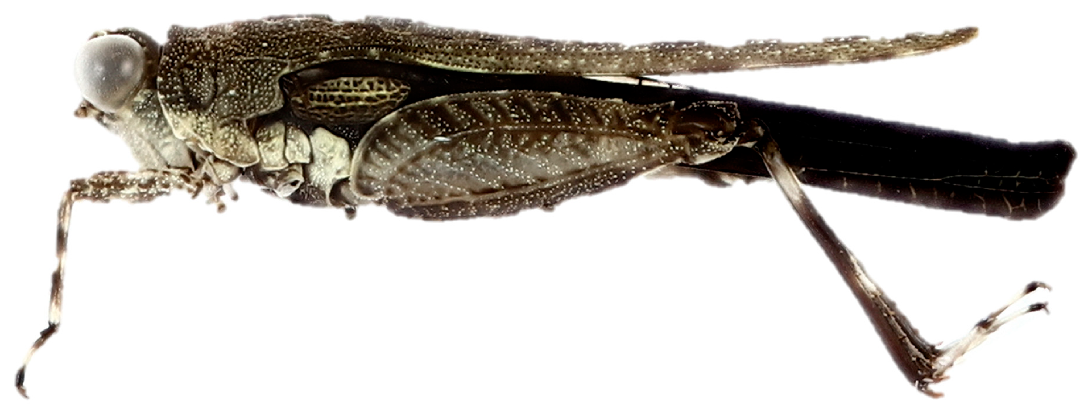 Diversity 17 00190 g022 Diversity 17 00190 g022