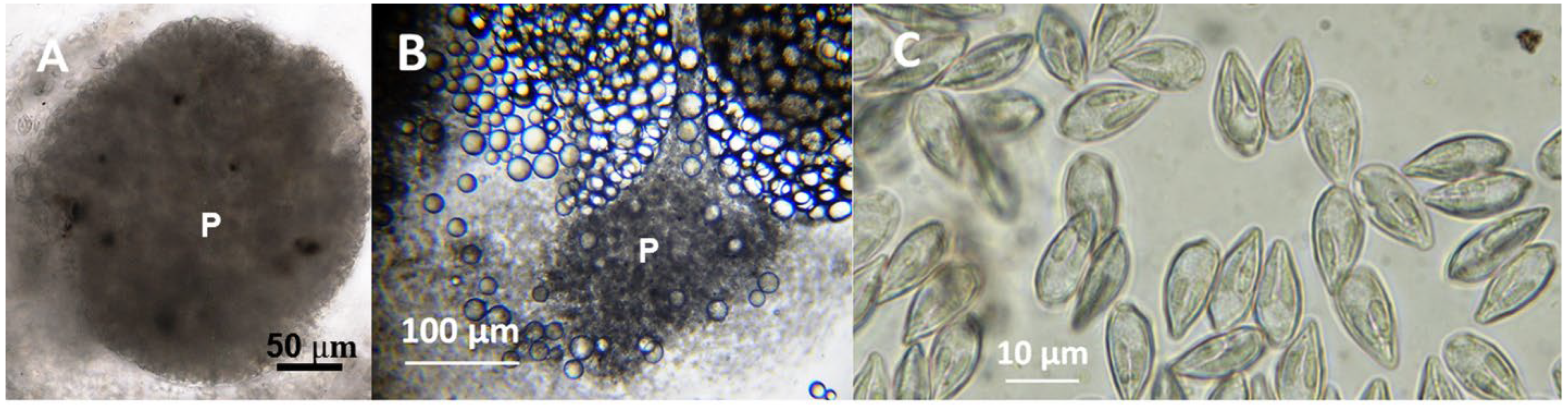 Diversity 17 00192 g001 Diversity 17 00192 g001