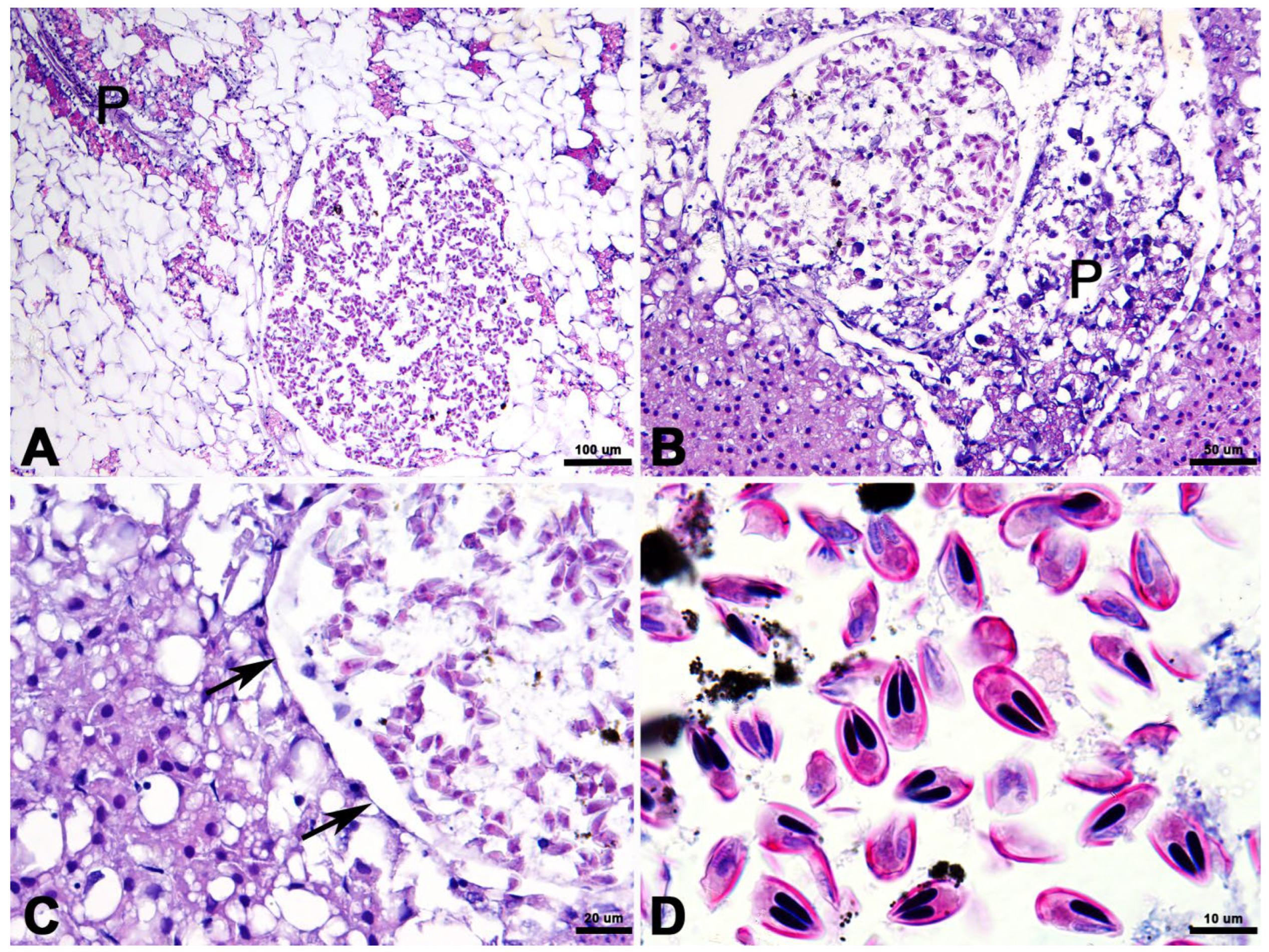 Diversity 17 00192 g004 Diversity 17 00192 g004