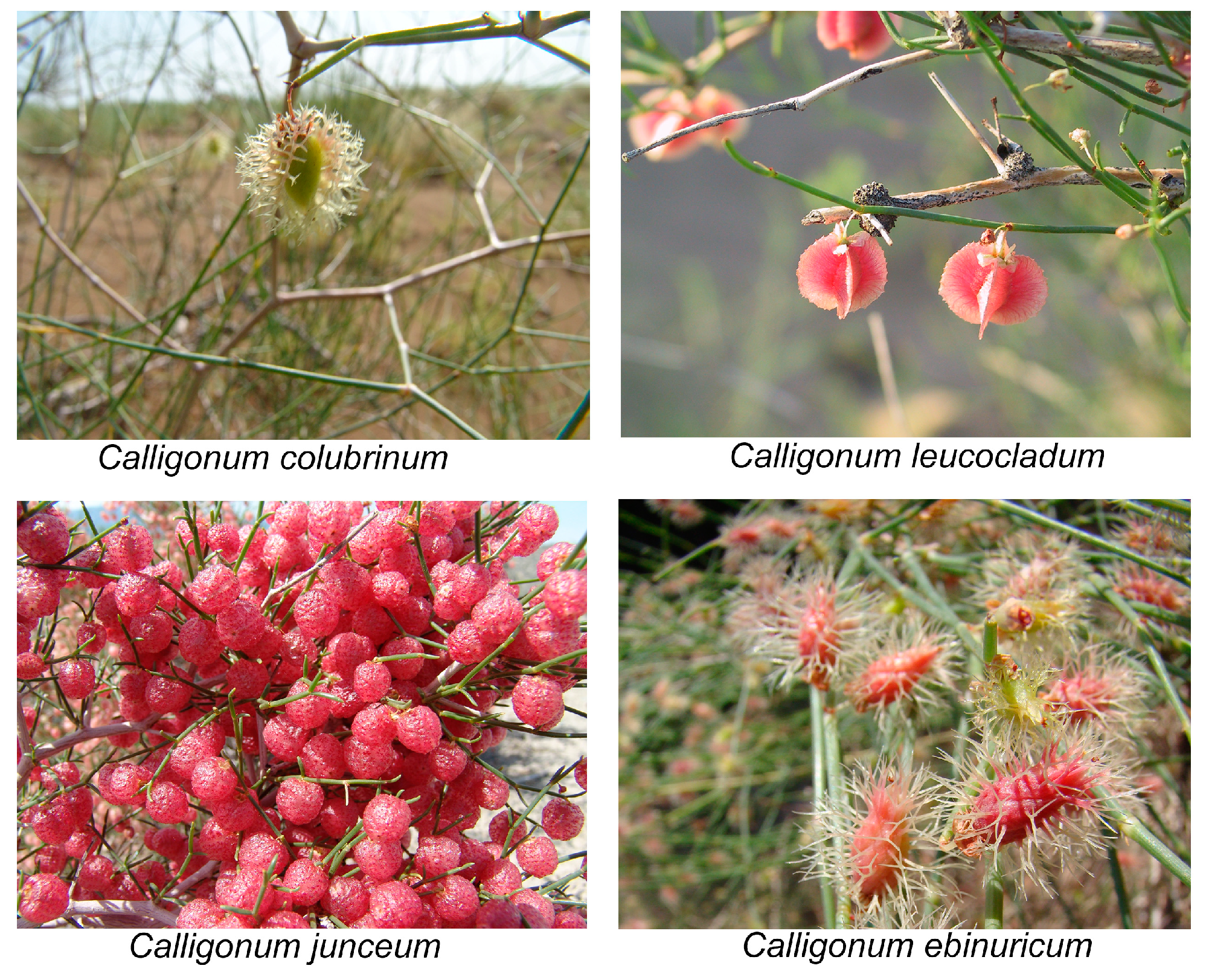 Diversity 17 00196 g005