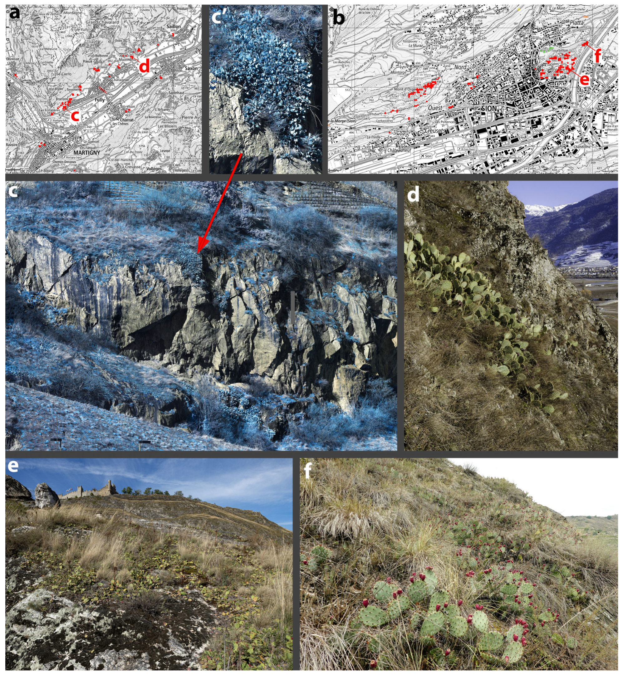 Diversity 17 00197 g002