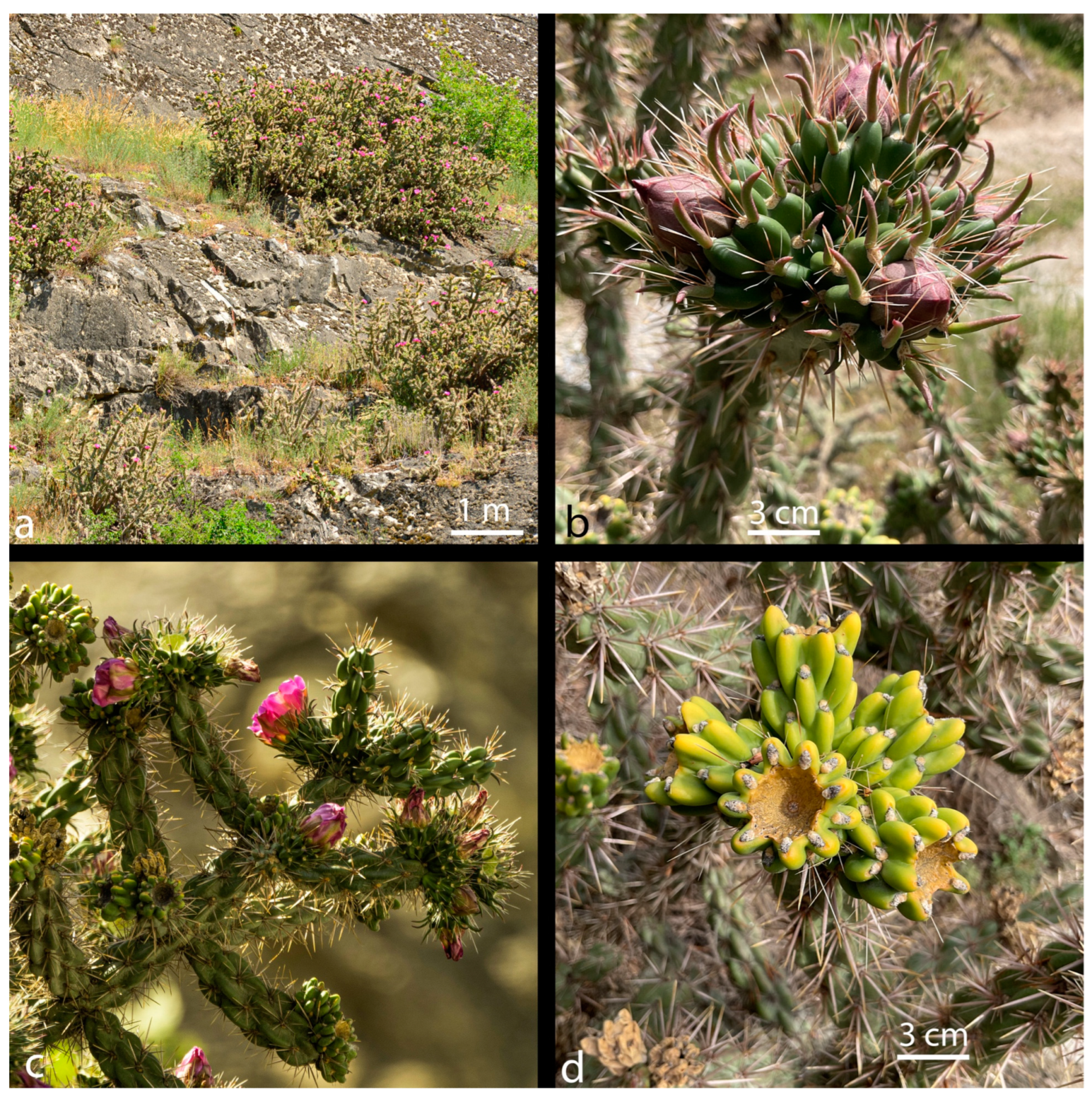 Diversity 17 00197 g004