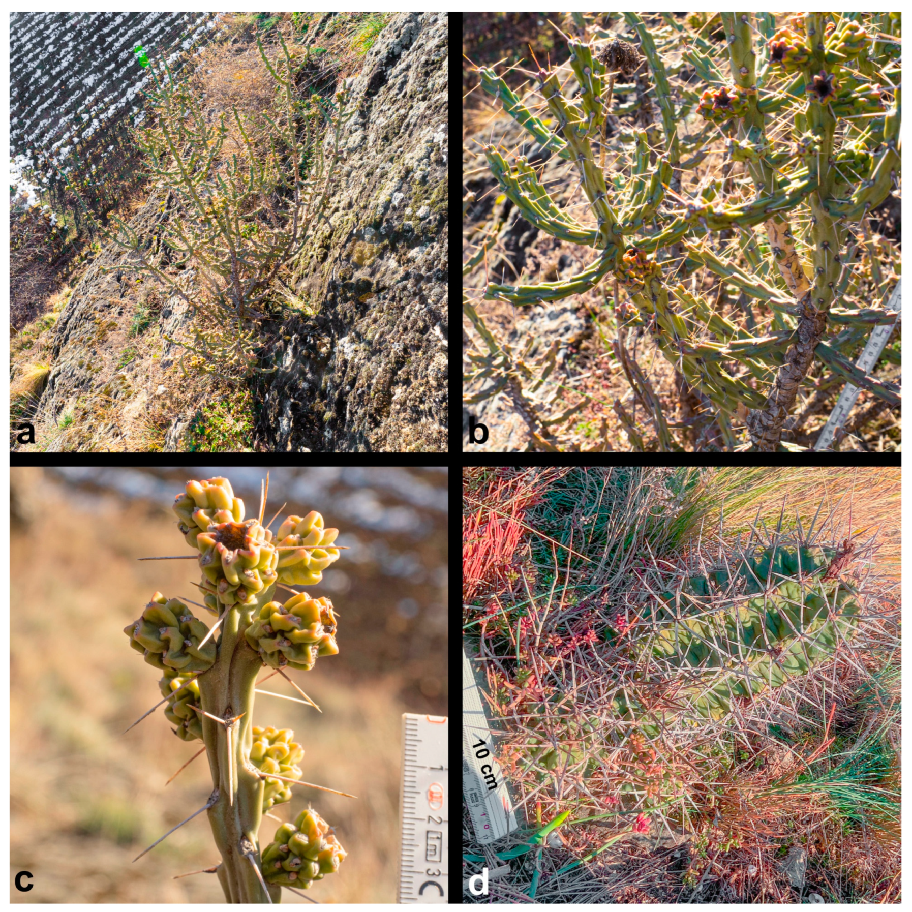 Diversity 17 00197 g005