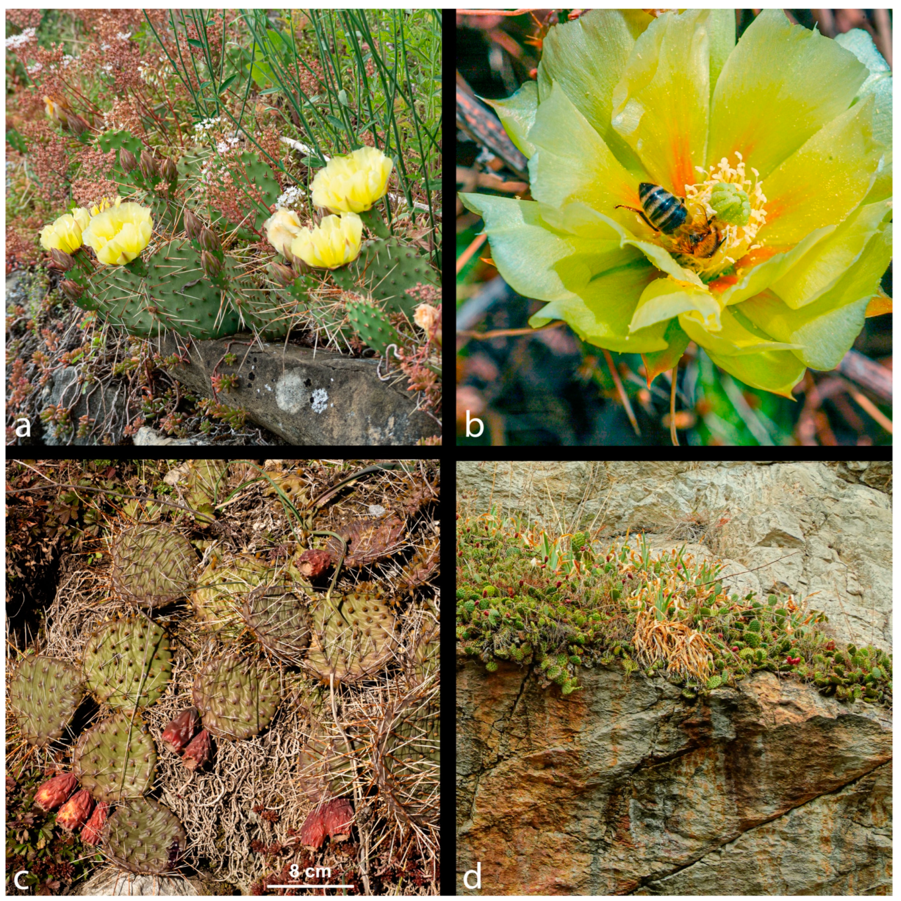 Diversity 17 00197 g007