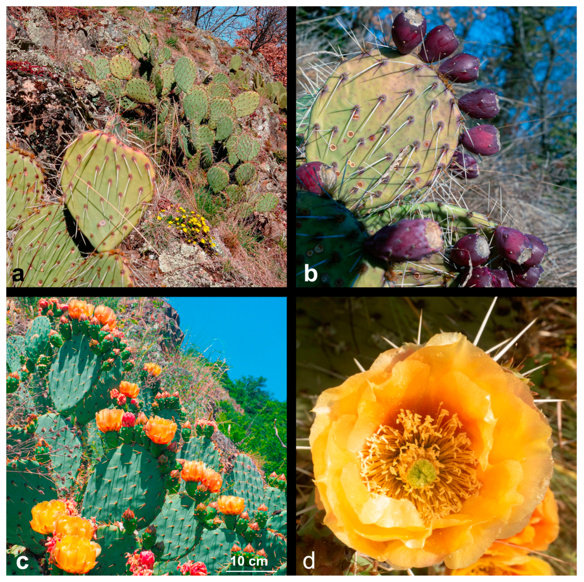 Diversity 17 00197 g008