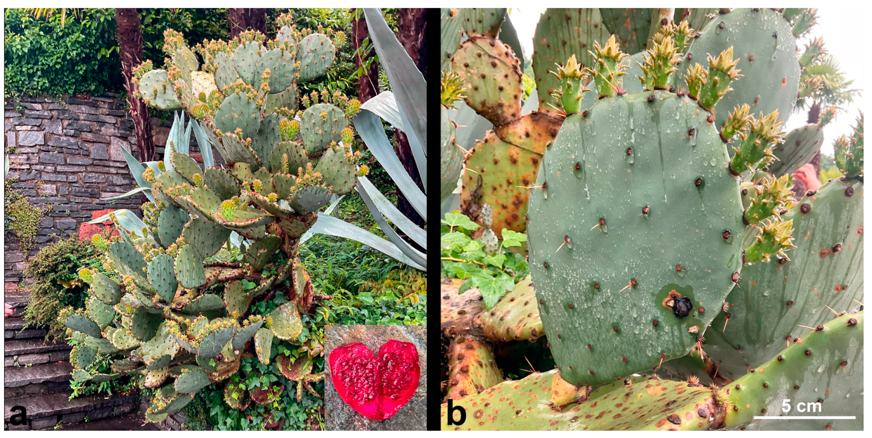 Diversity 17 00197 g009