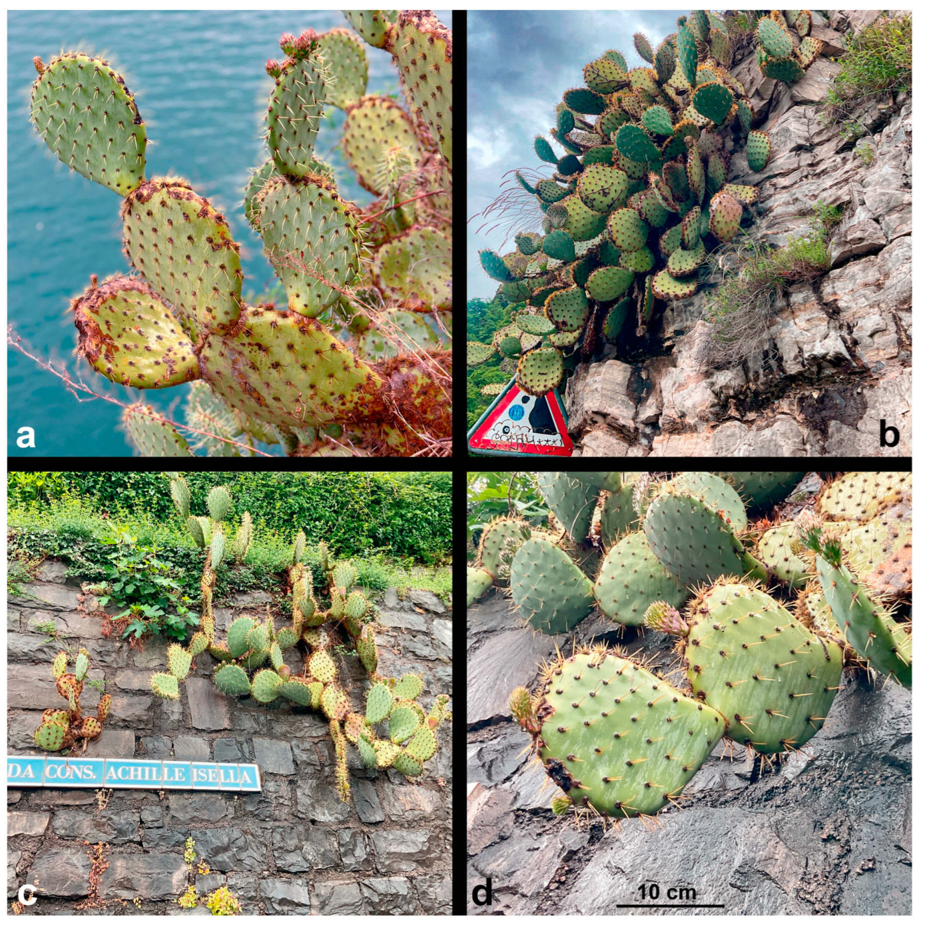 Diversity 17 00197 g010