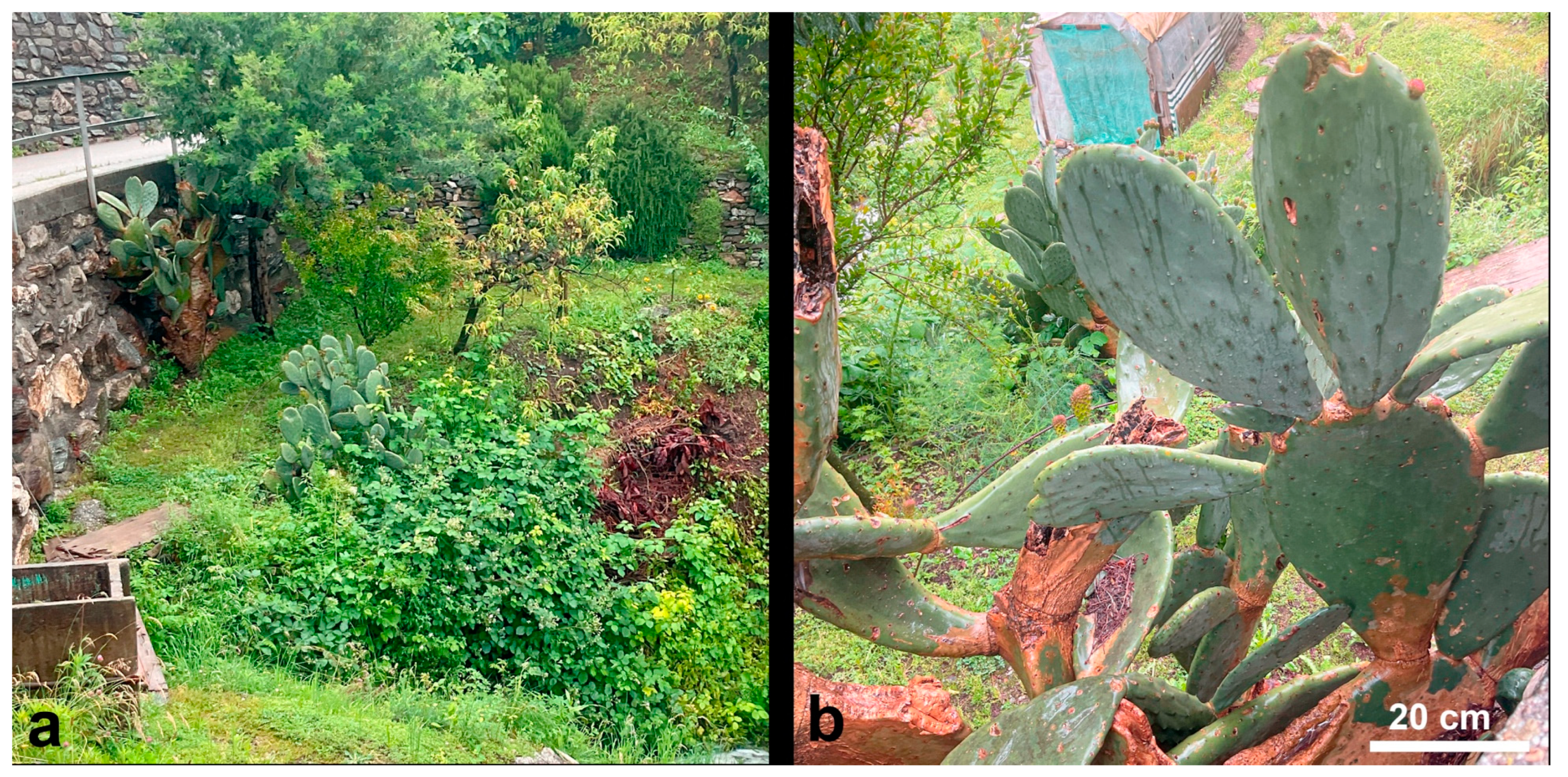 Diversity 17 00197 g011